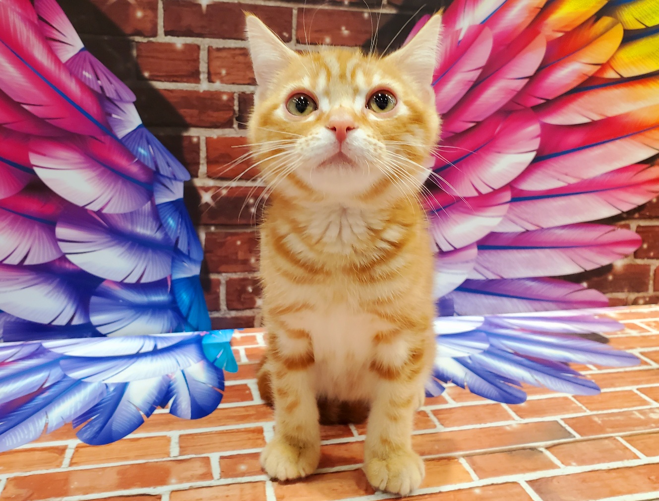 アメリカン ショートヘア ペット検索 ペット大好き アメリカン ショートヘア ペット検索 ペット大好き