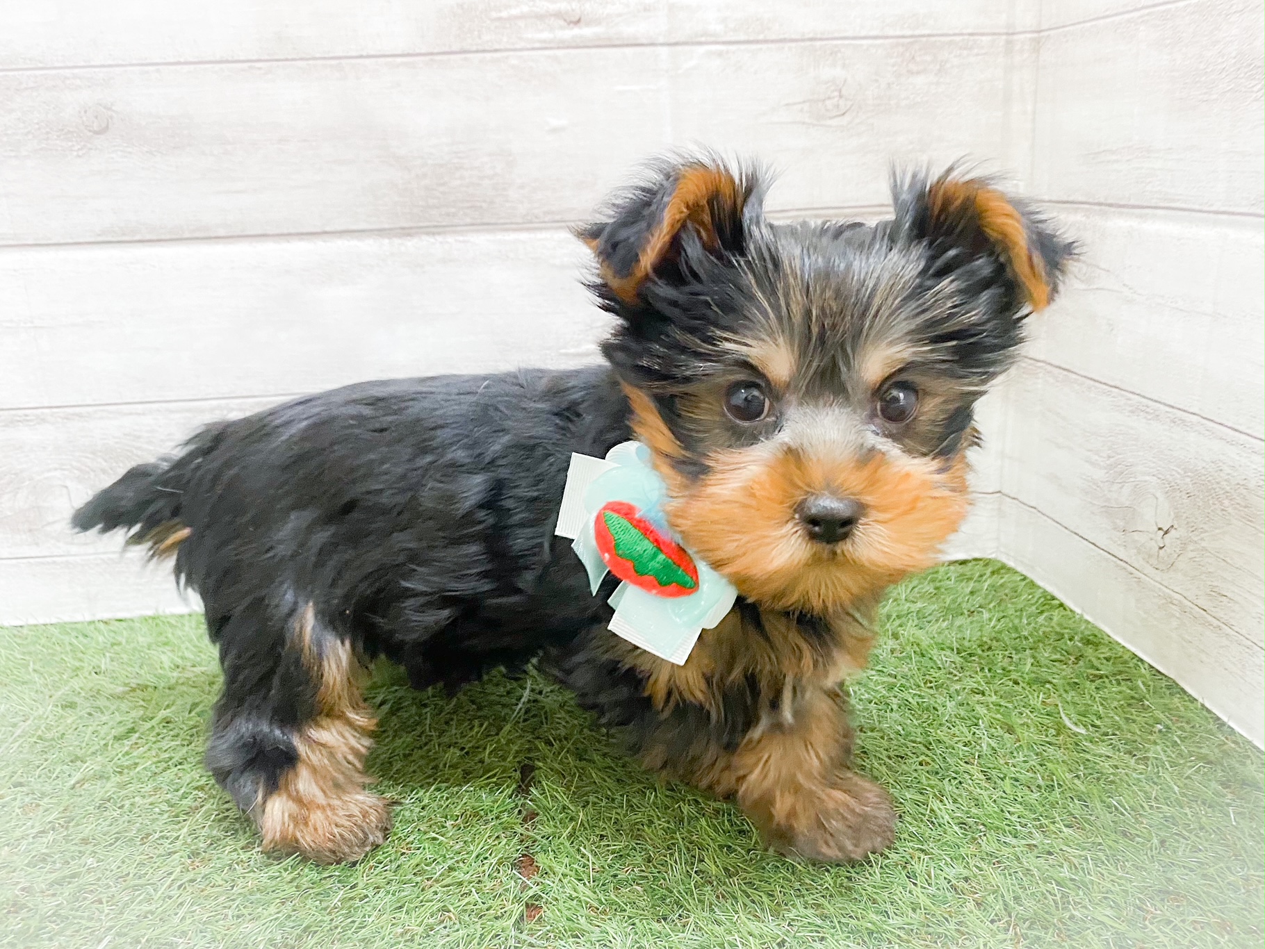 ヨークシャー・テリア｜ペット検索｜ペット大好き！