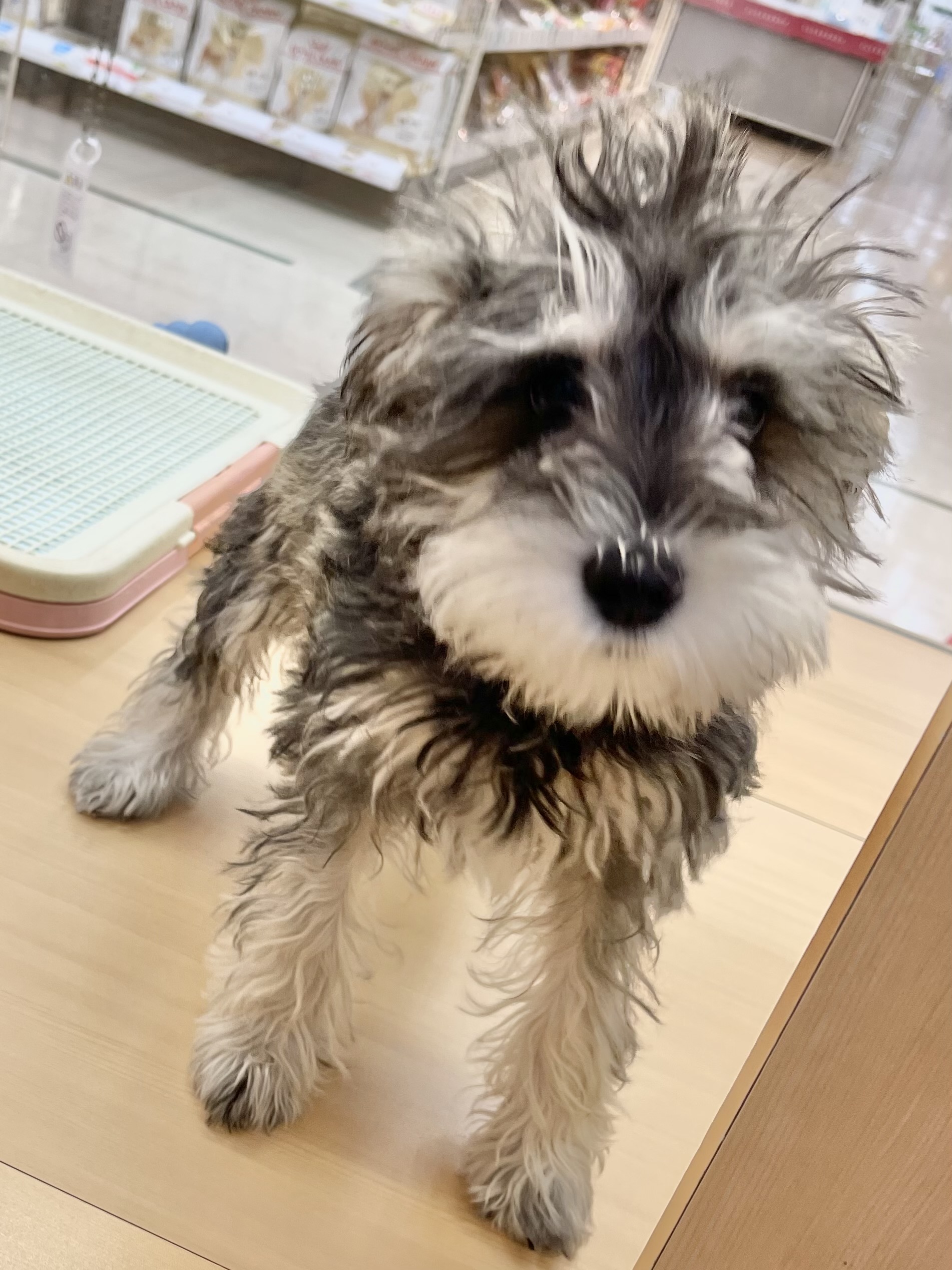 ミニチュア・シュナウザー｜ペット検索｜ペット大好き！