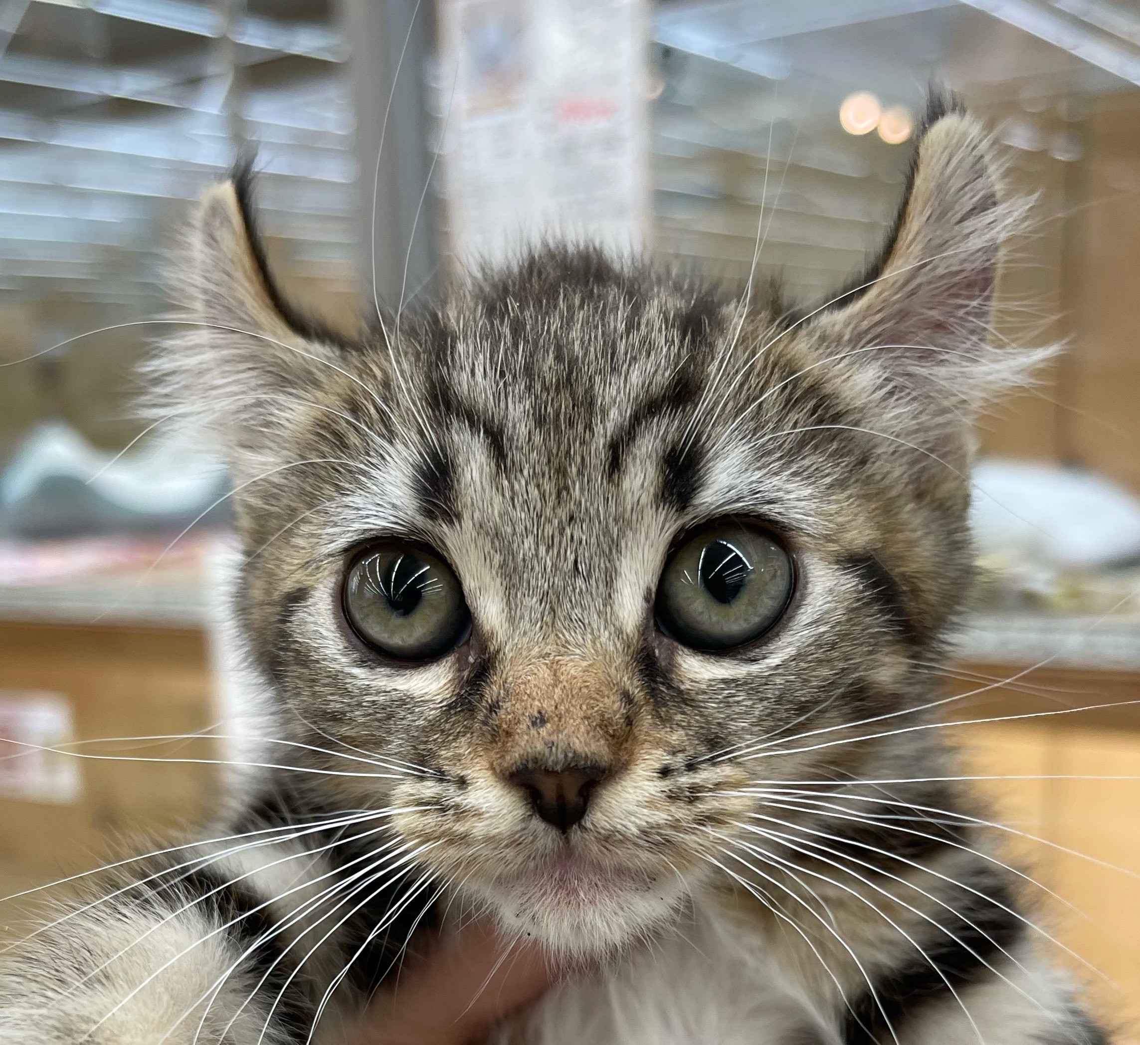 アメリカン カール ペット検索 ペット大好き