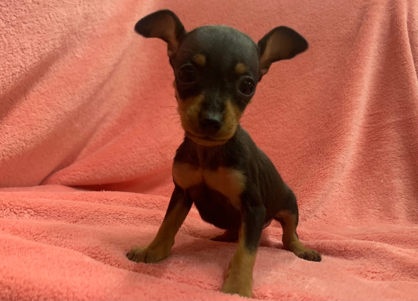 aaa様♥️ミニチュアピンシャー オブジェ aaa様♥️ミニチュアピンシャー オブジェ