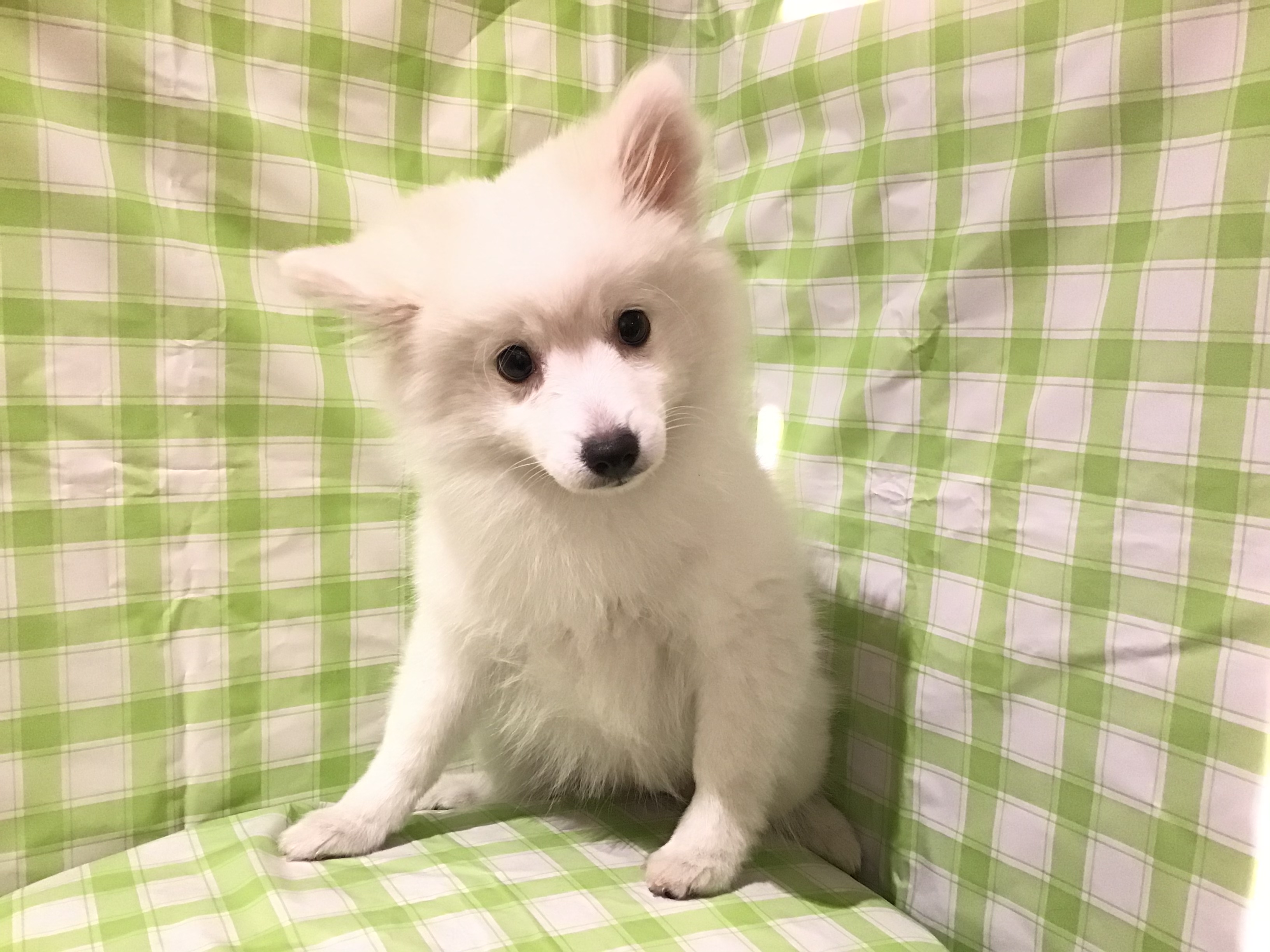 日本スピッツ ペット検索 ペット大好き