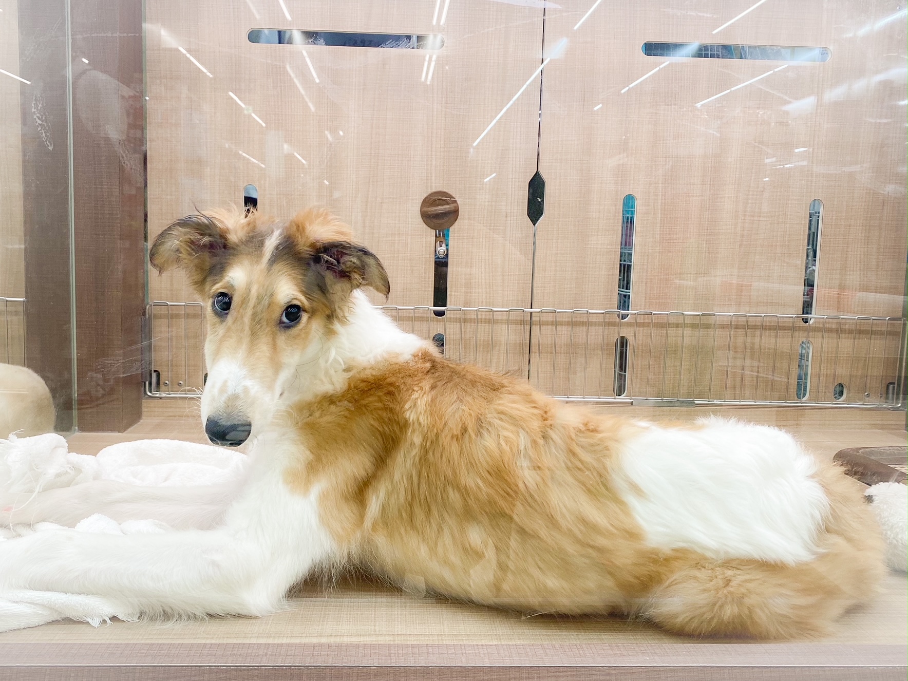 ボルゾイ ペット検索 ペット大好き