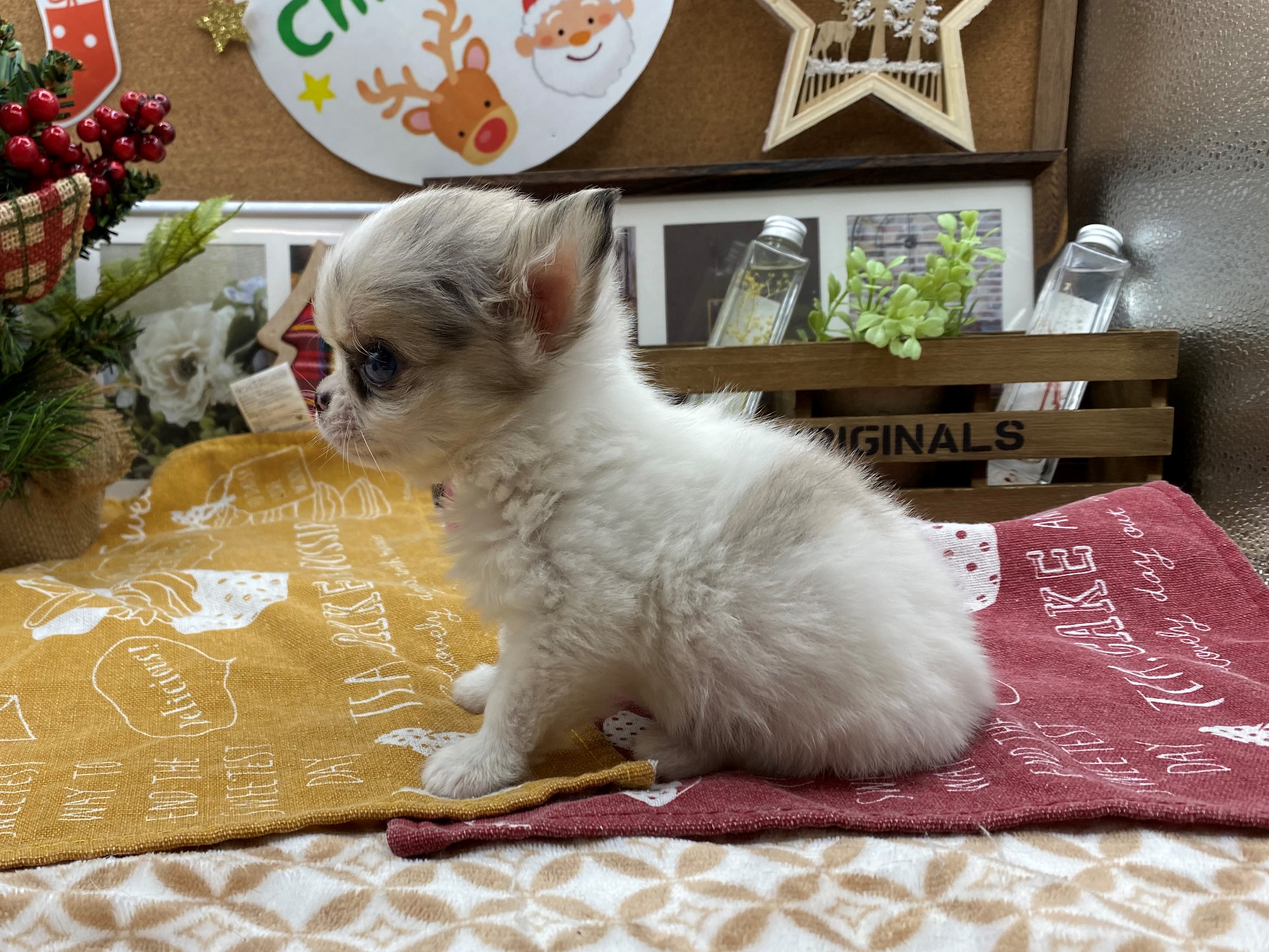 チワワ｜ペット検索｜ペット大好き！