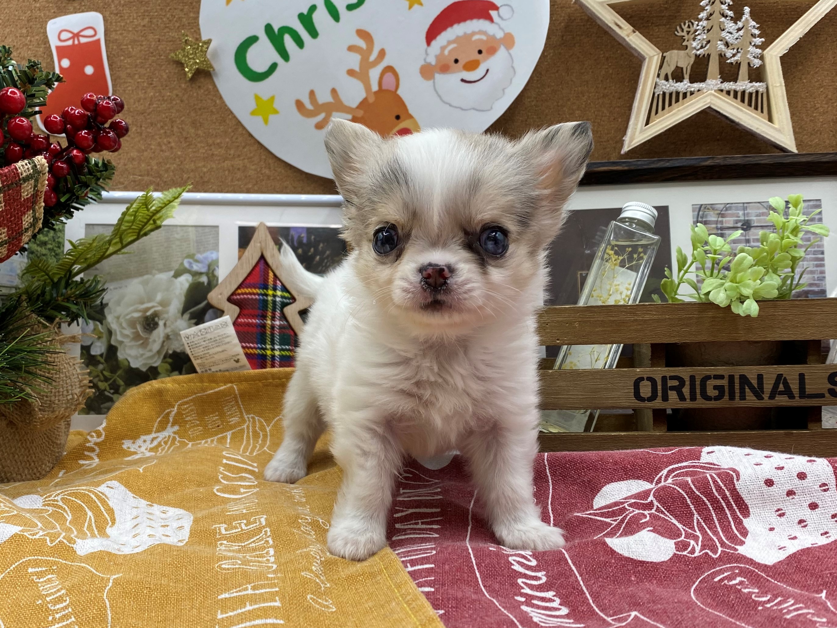 チワワ｜ペット検索｜ペット大好き！