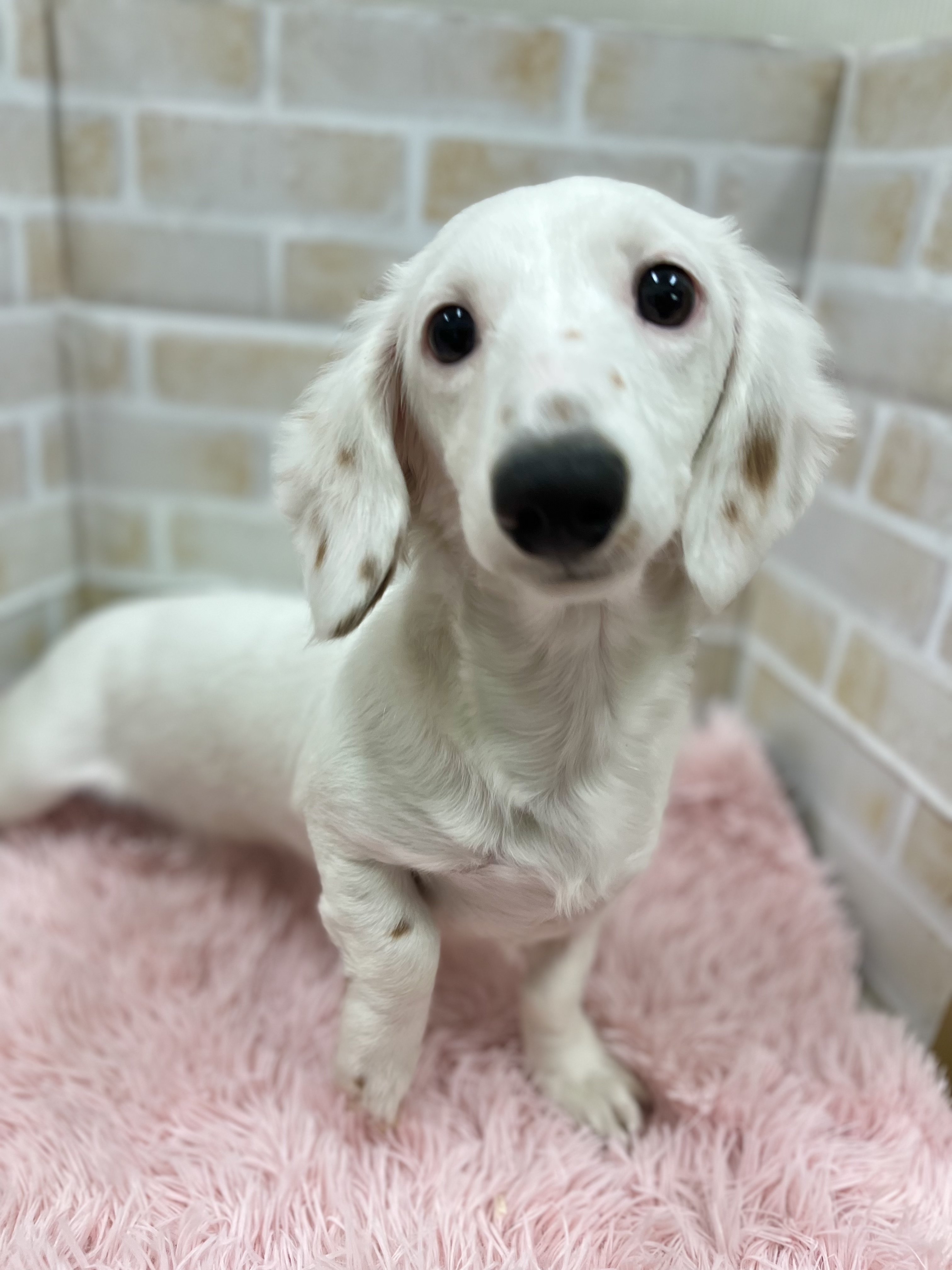 ミニチュア ダックスフンド ペット検索 ペット大好き