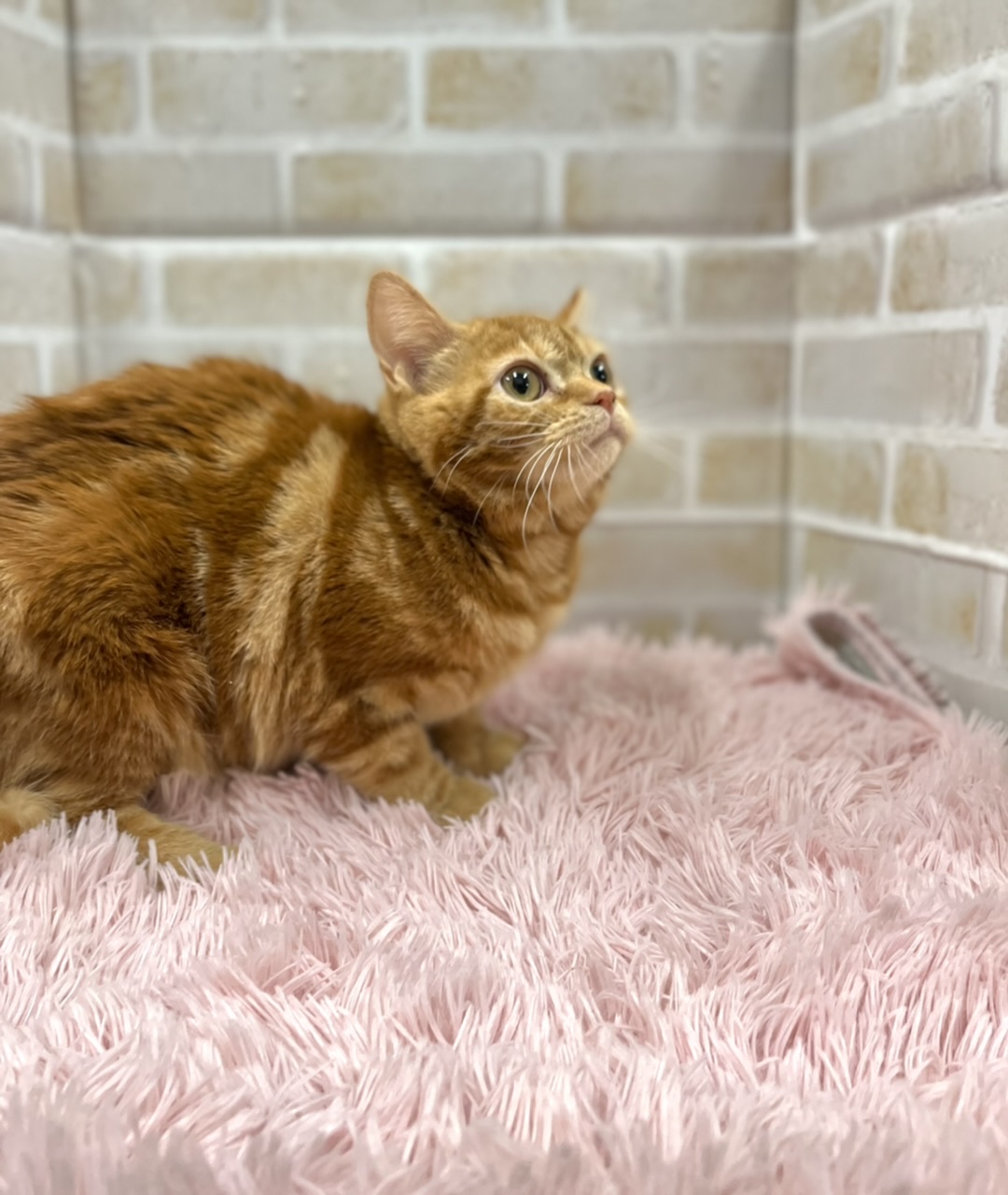 アメリカン ショートヘア ペット検索 ペット大好き アメリカン ショートヘア ペット検索 ペット大好き