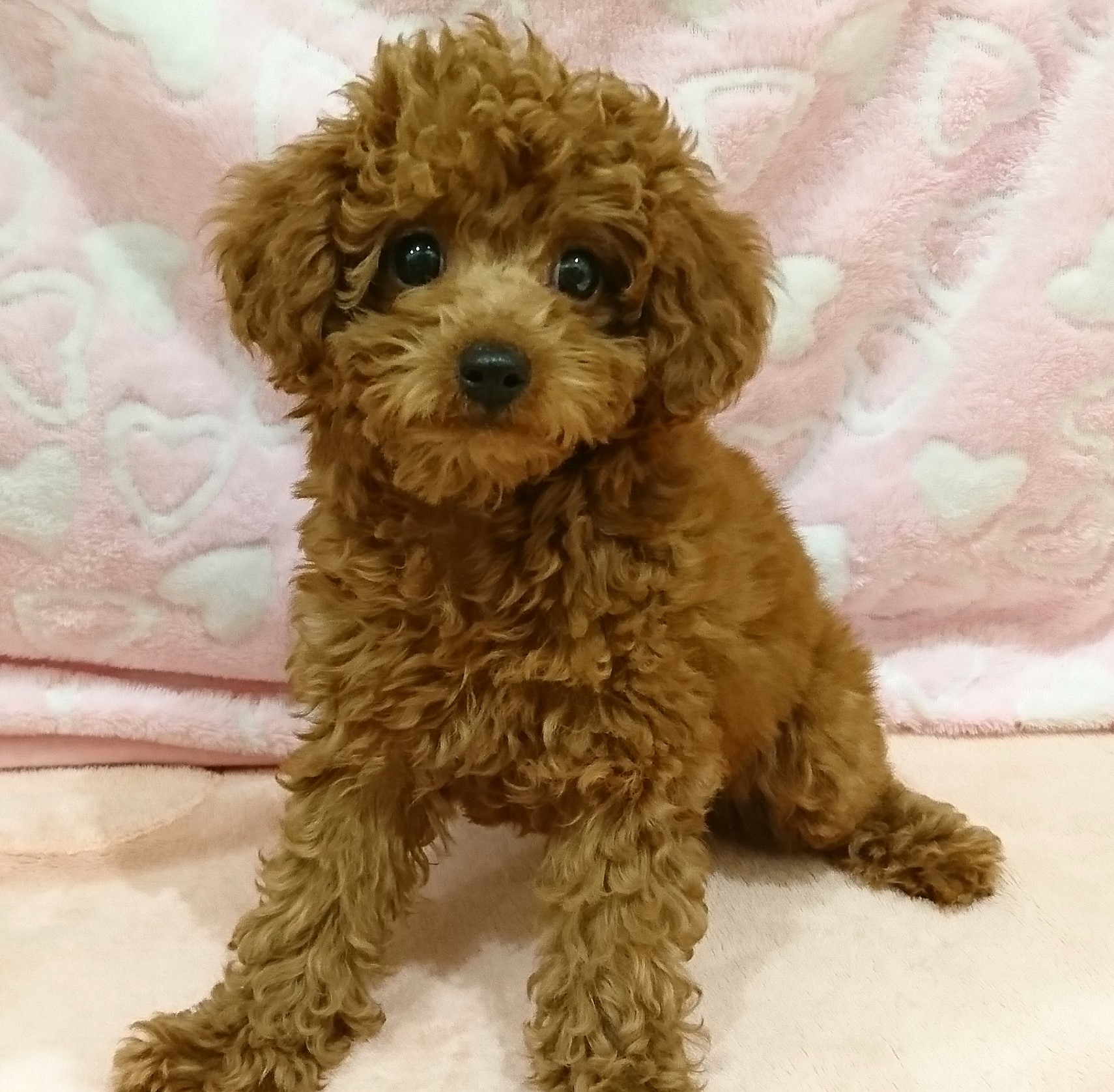 トイ・プードル｜ペット検索｜ペット大好き！