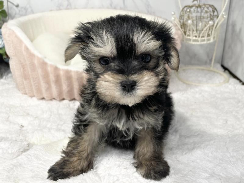 Mix ペット検索 ペット大好き Mix ペット検索 ペット大好き