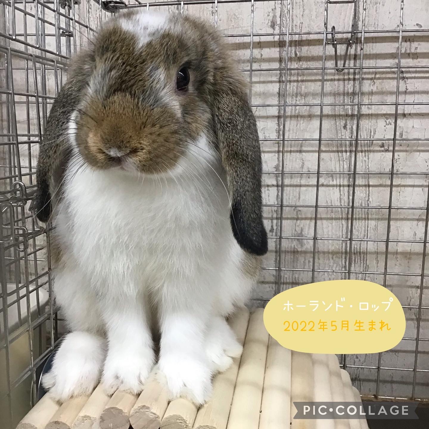 ウサギ 値段 相場 うさぎちゃん 4個セット売り [受注生産品