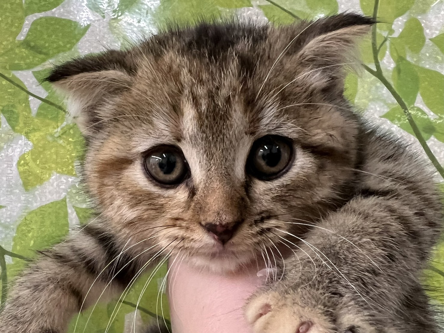 ディスワン若葉台店 ペット検索 ペット大好き