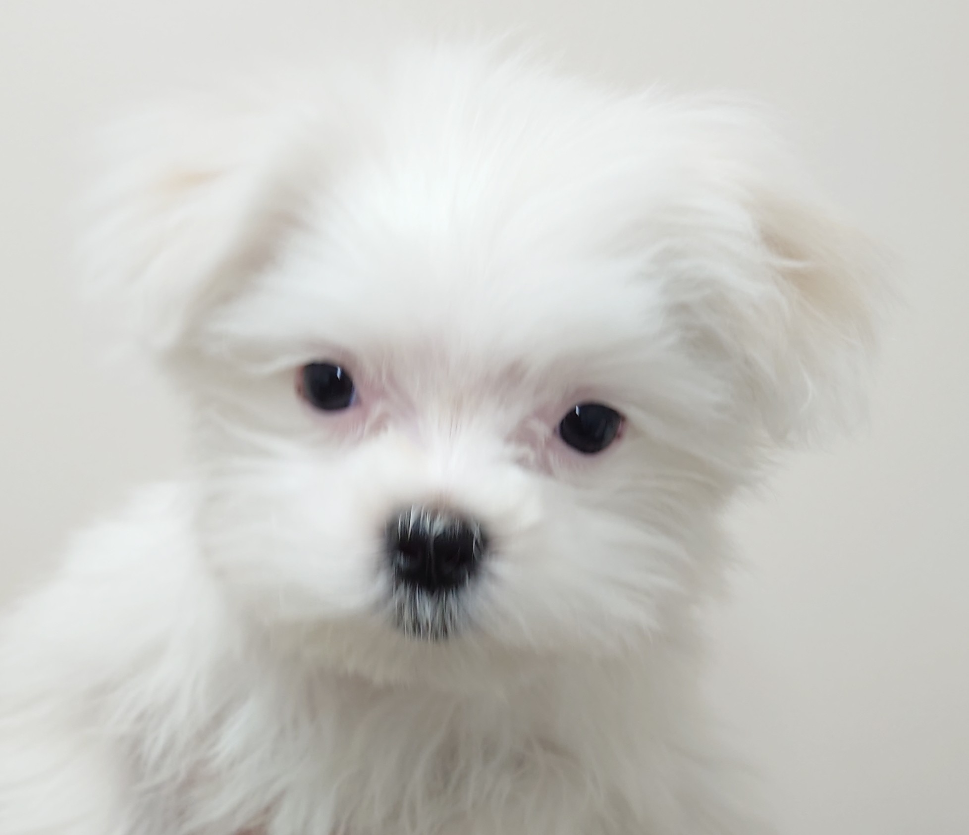 ディスワン花園インター店 ペット検索 ペット大好き