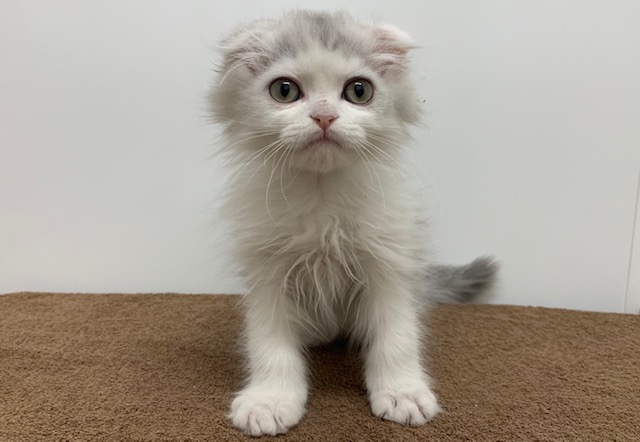 ディスワン上尾店 ペット検索 ペット大好き