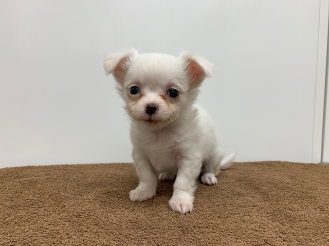 ディスワン上尾店 ペット検索 ペット大好き