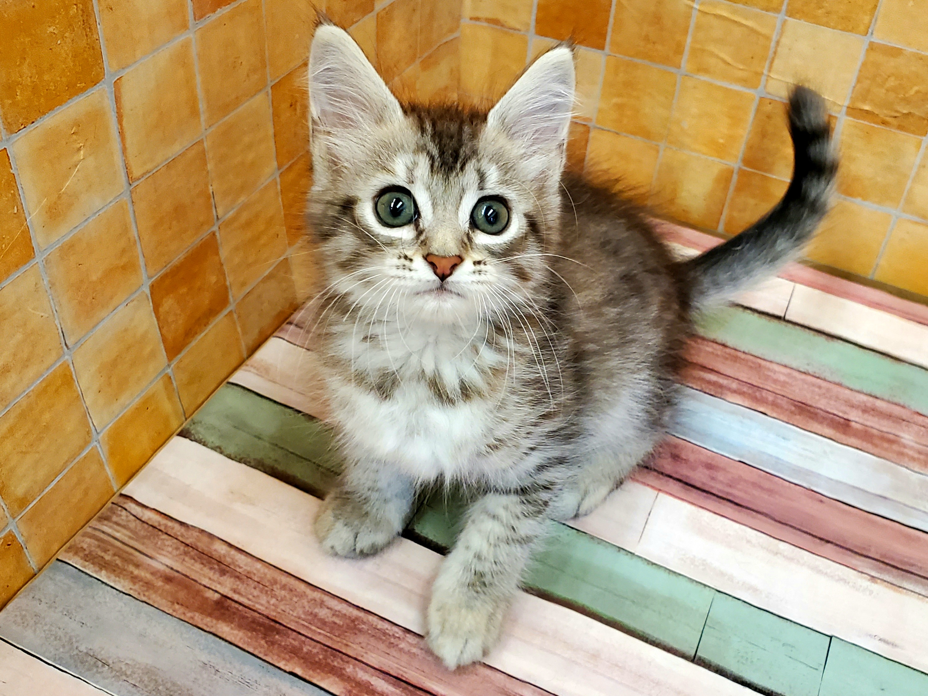 mix猫 雑種猫 ペット検索 ペット大好き mix猫 雑種猫 ペット検索 ペット大好き