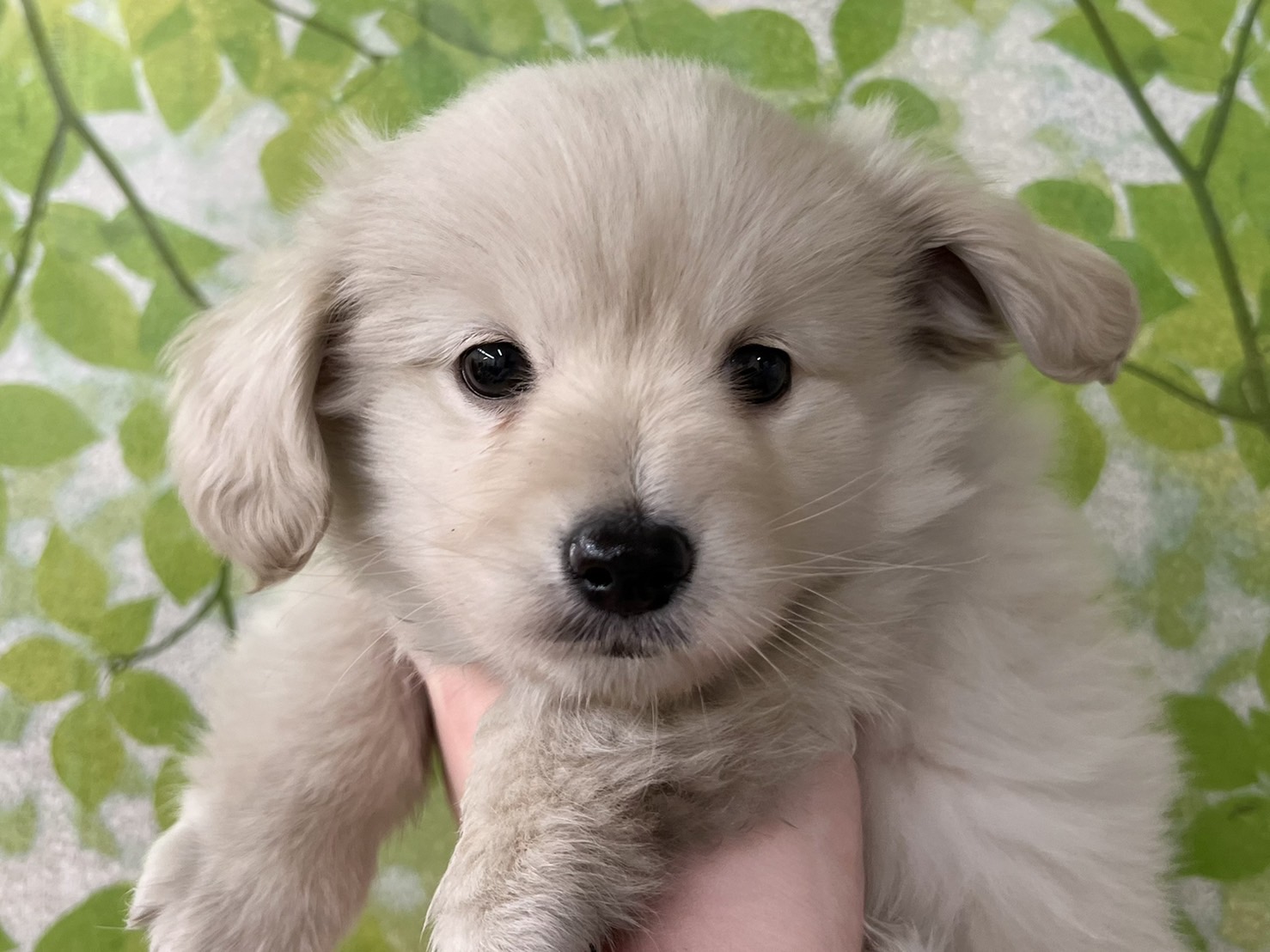 ディスワン若葉台店 ペット検索 ペット大好き