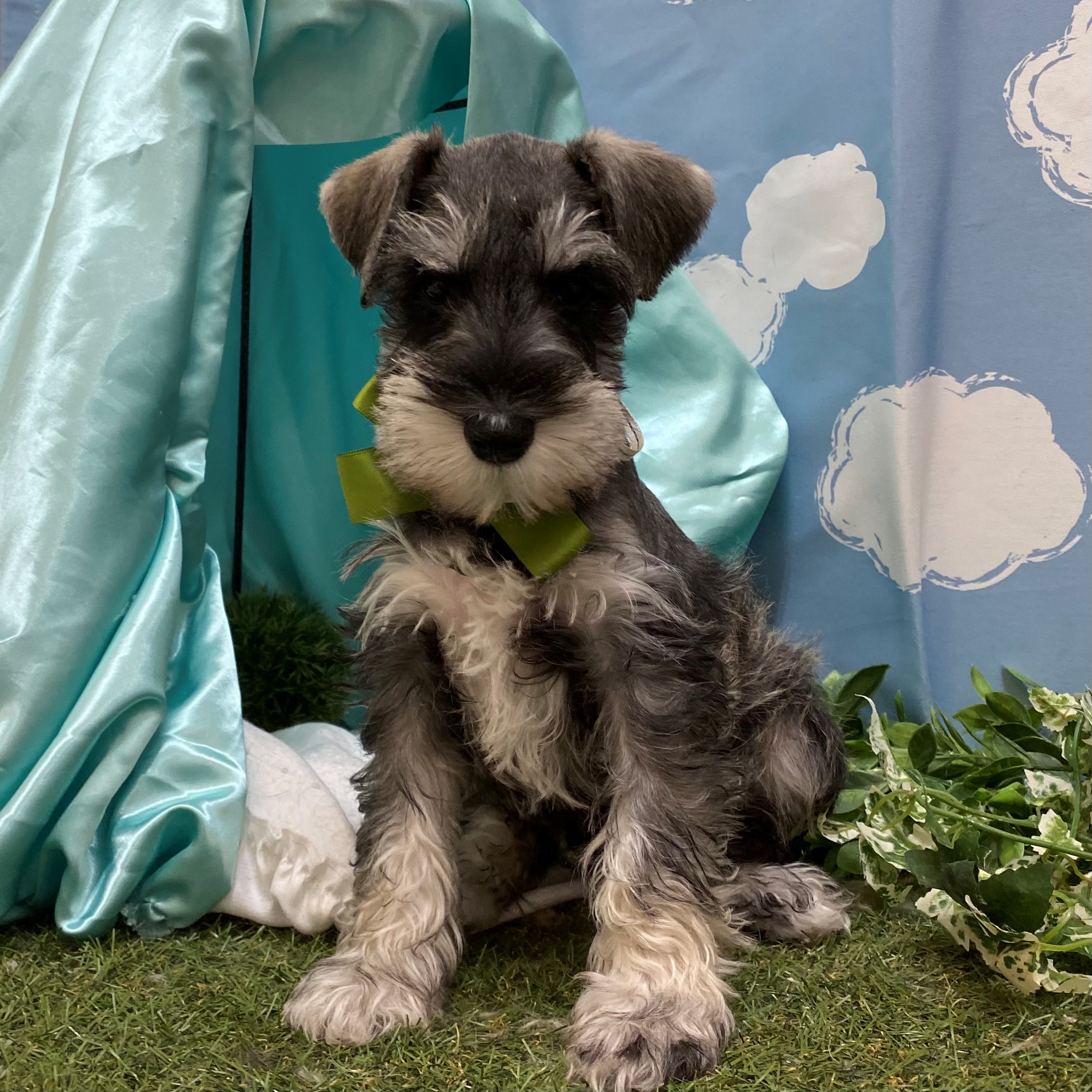 ミニチュア・シュナウザー｜ペット検索｜ペット大好き！