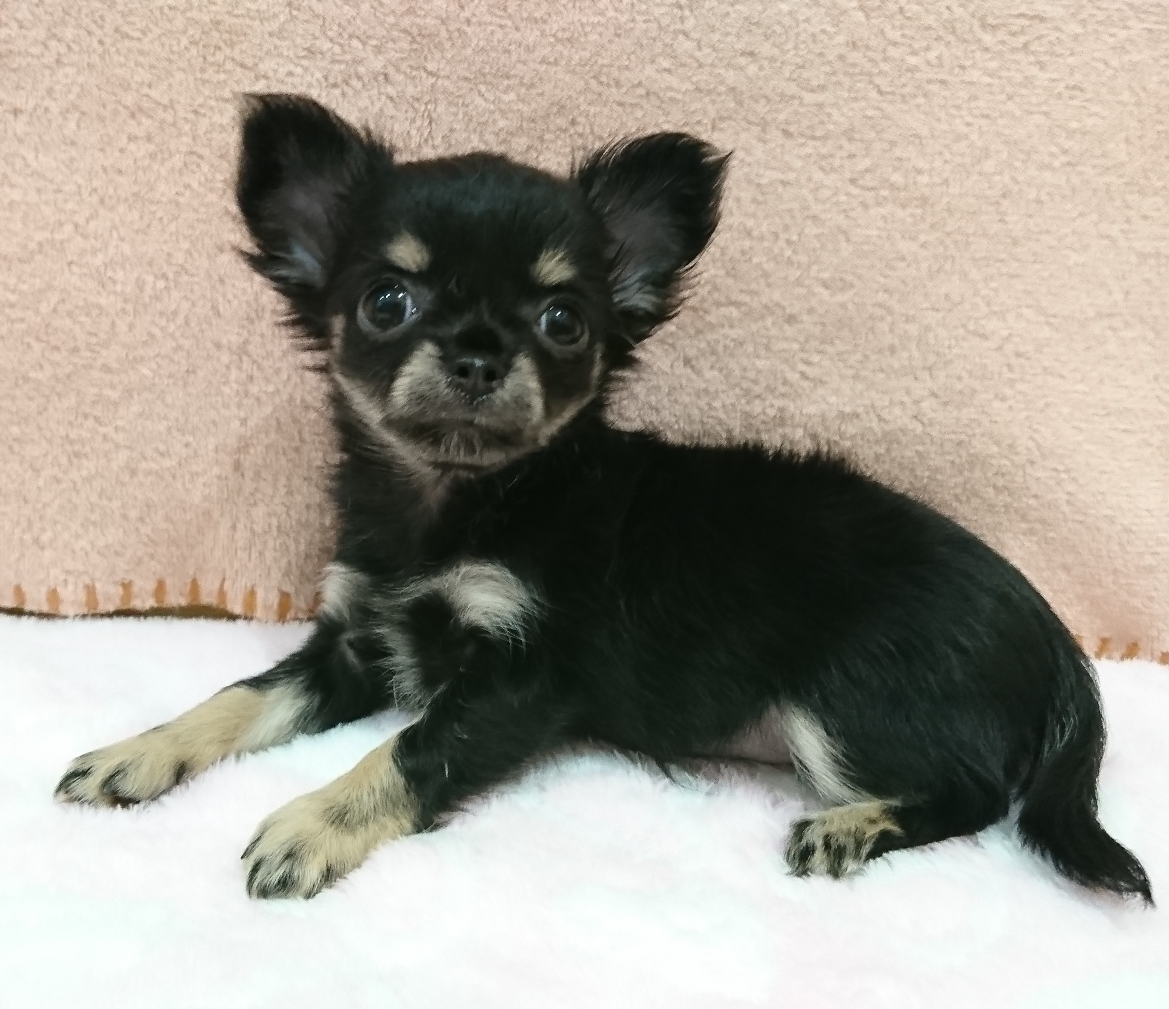 チワワ ペット検索 ペット大好き