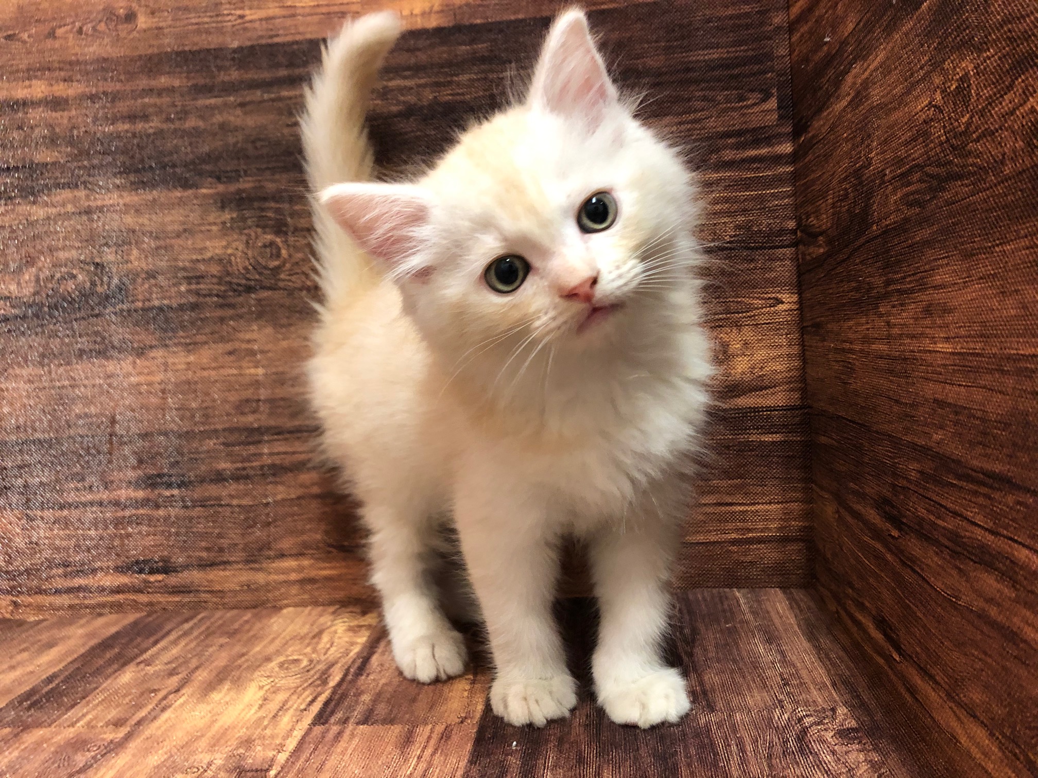 マンチカン ペット検索 ペット大好き