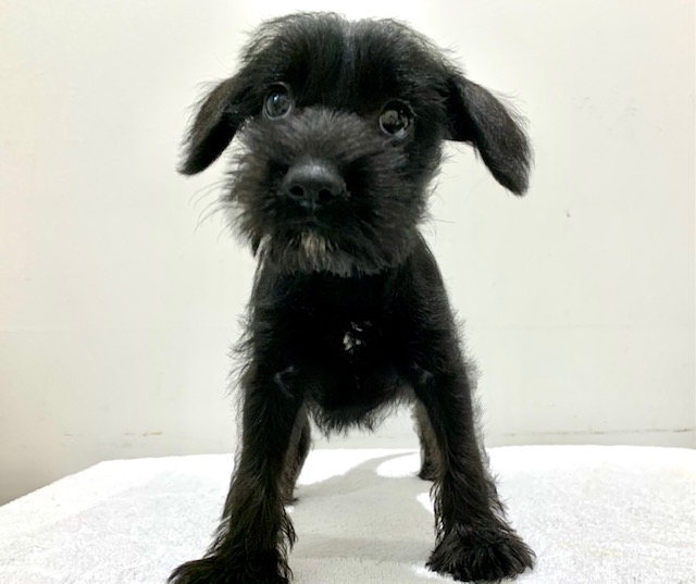 Mix ペット検索 ペット大好き