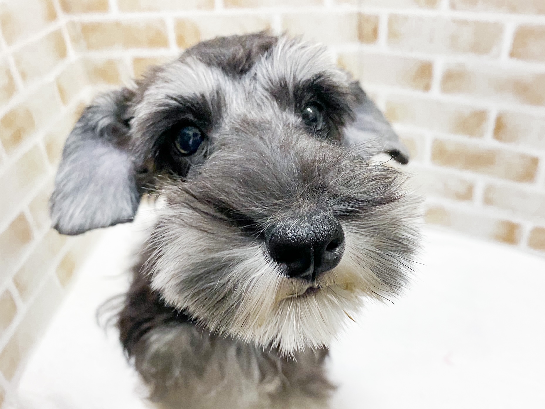 ミニチュア シュナウザー ペット検索 ペット大好き