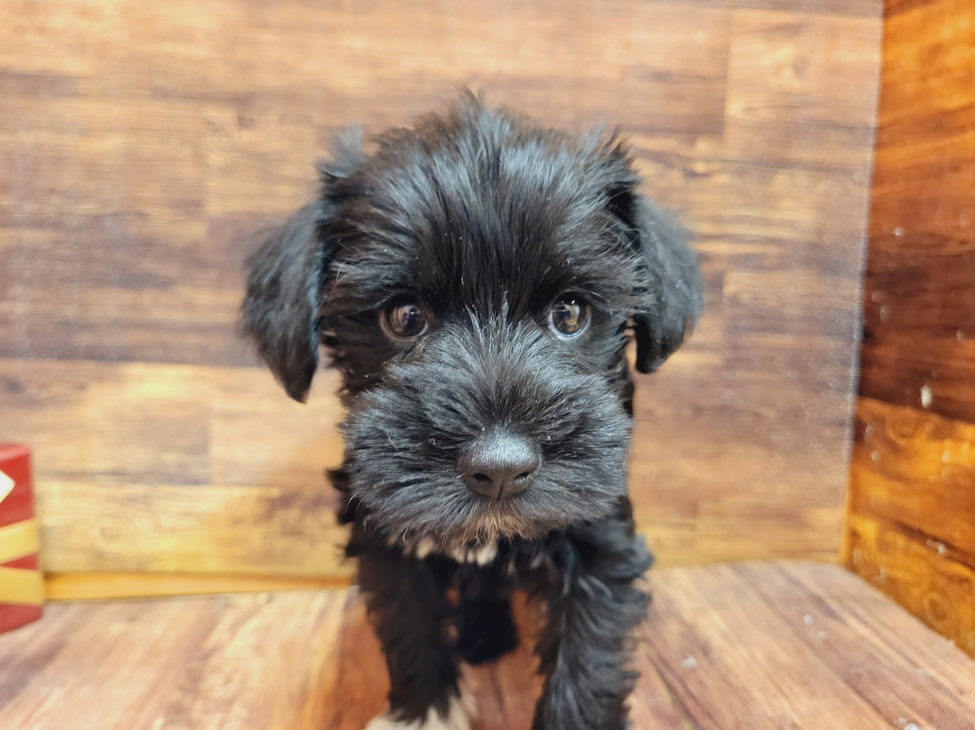 Mix ペット検索 ペット大好き