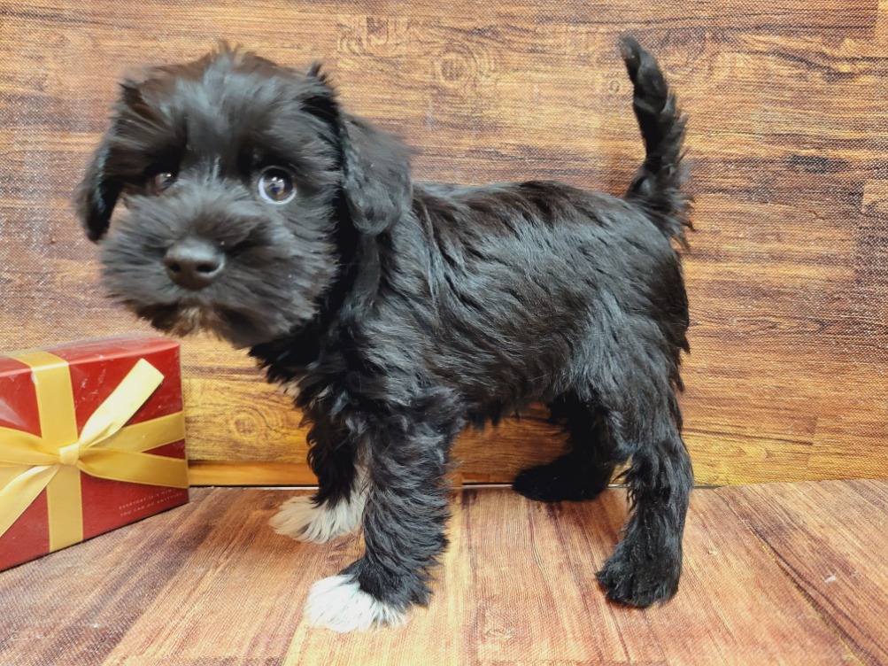 Mix ペット検索 ペット大好き