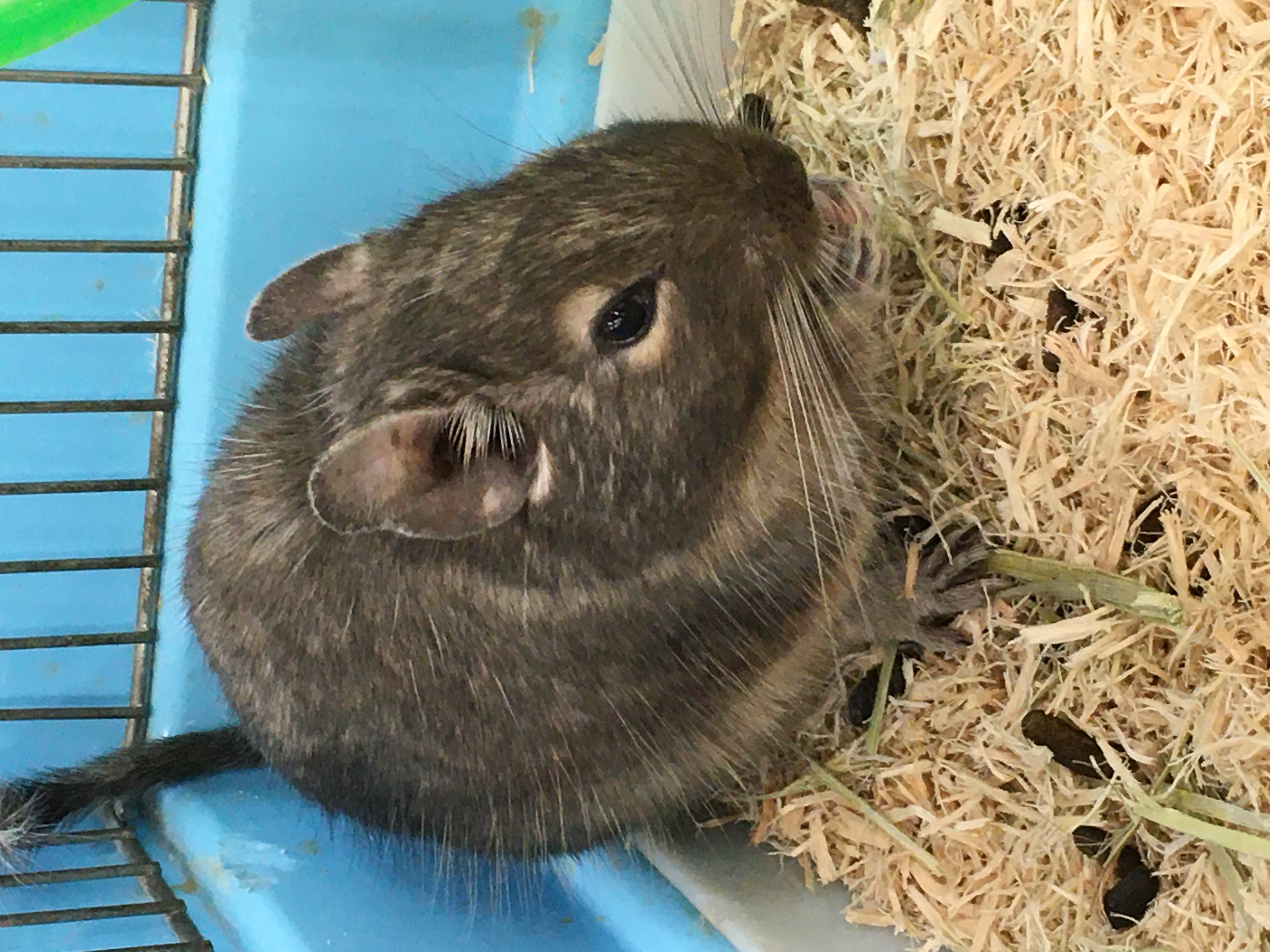 デグー｜ペット検索｜ペット大好き！