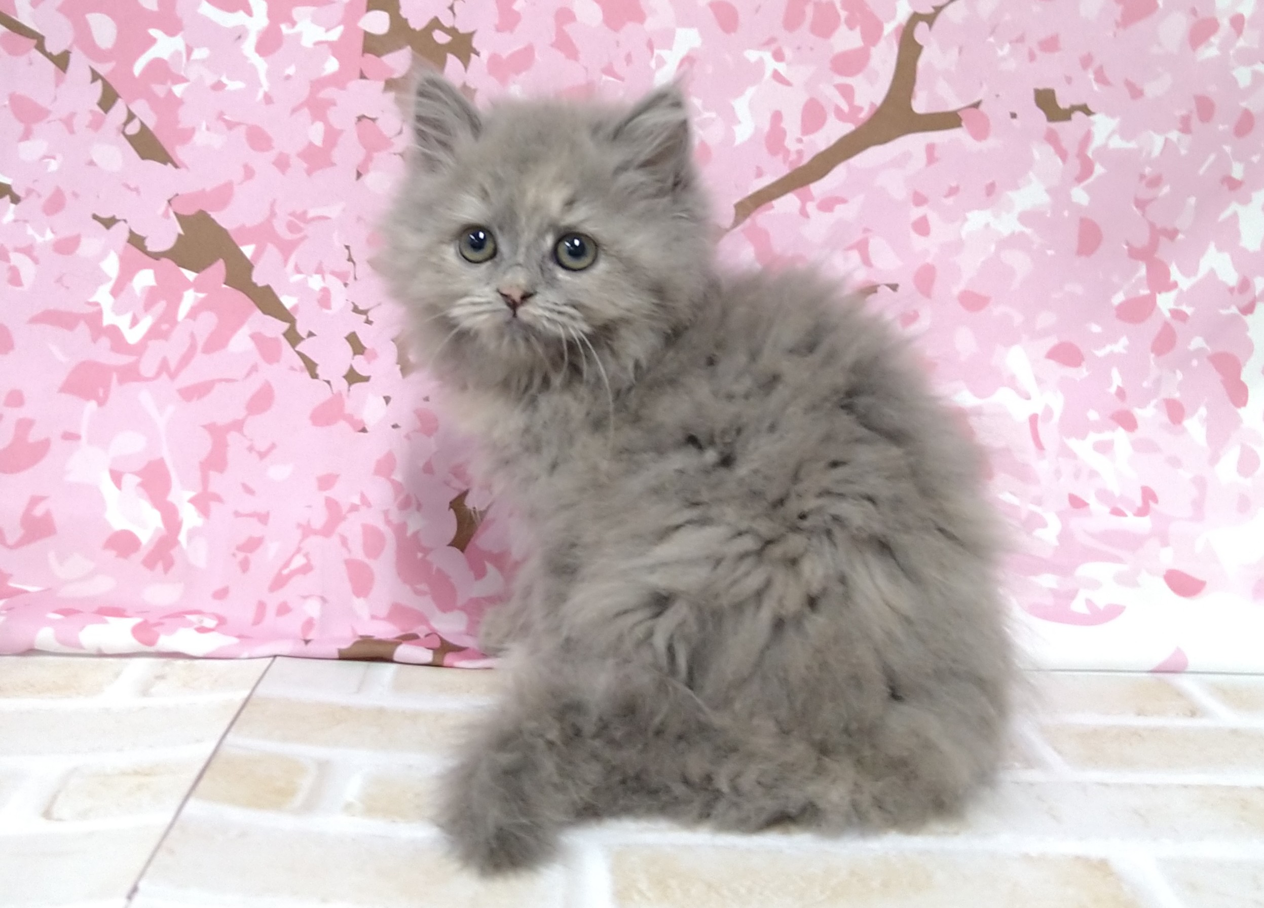ラガマフィン ペット検索 ペット大好き