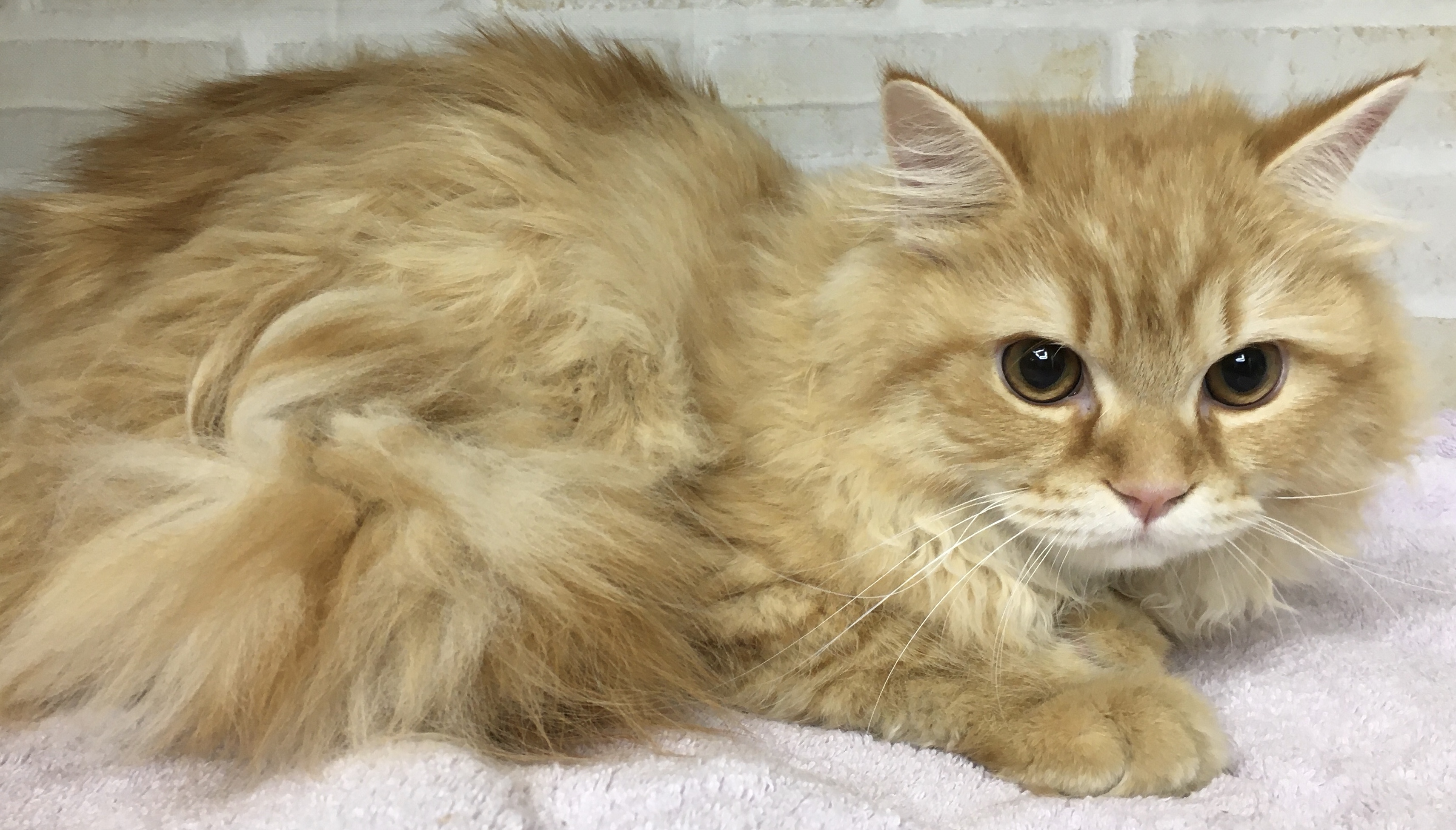 ラガマフィン ペット検索 ペット大好き