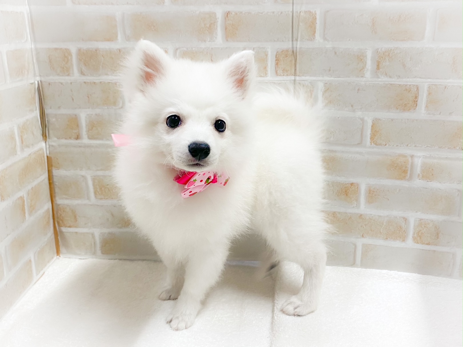 日本スピッツ ペット検索 ペット大好き