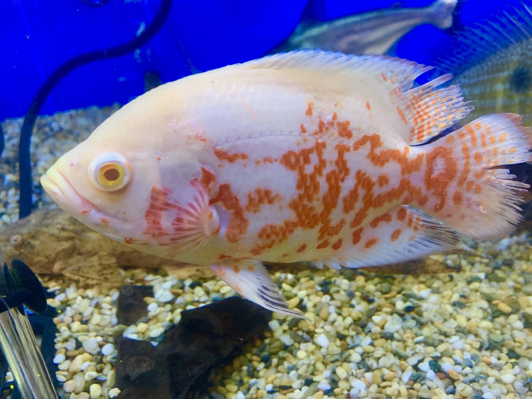 熱帯魚 ペット検索 ペット大好き