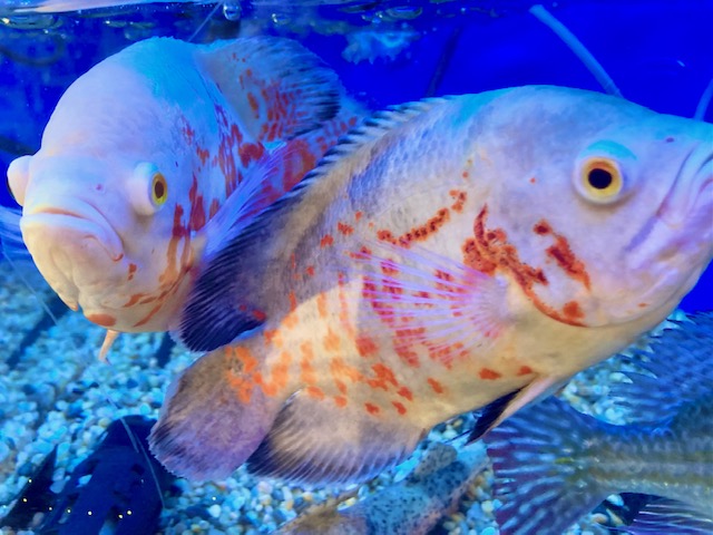 熱帯魚様 ベタ ダブルテール メス ファンシーカッパー 06F0408-027 熱帯魚