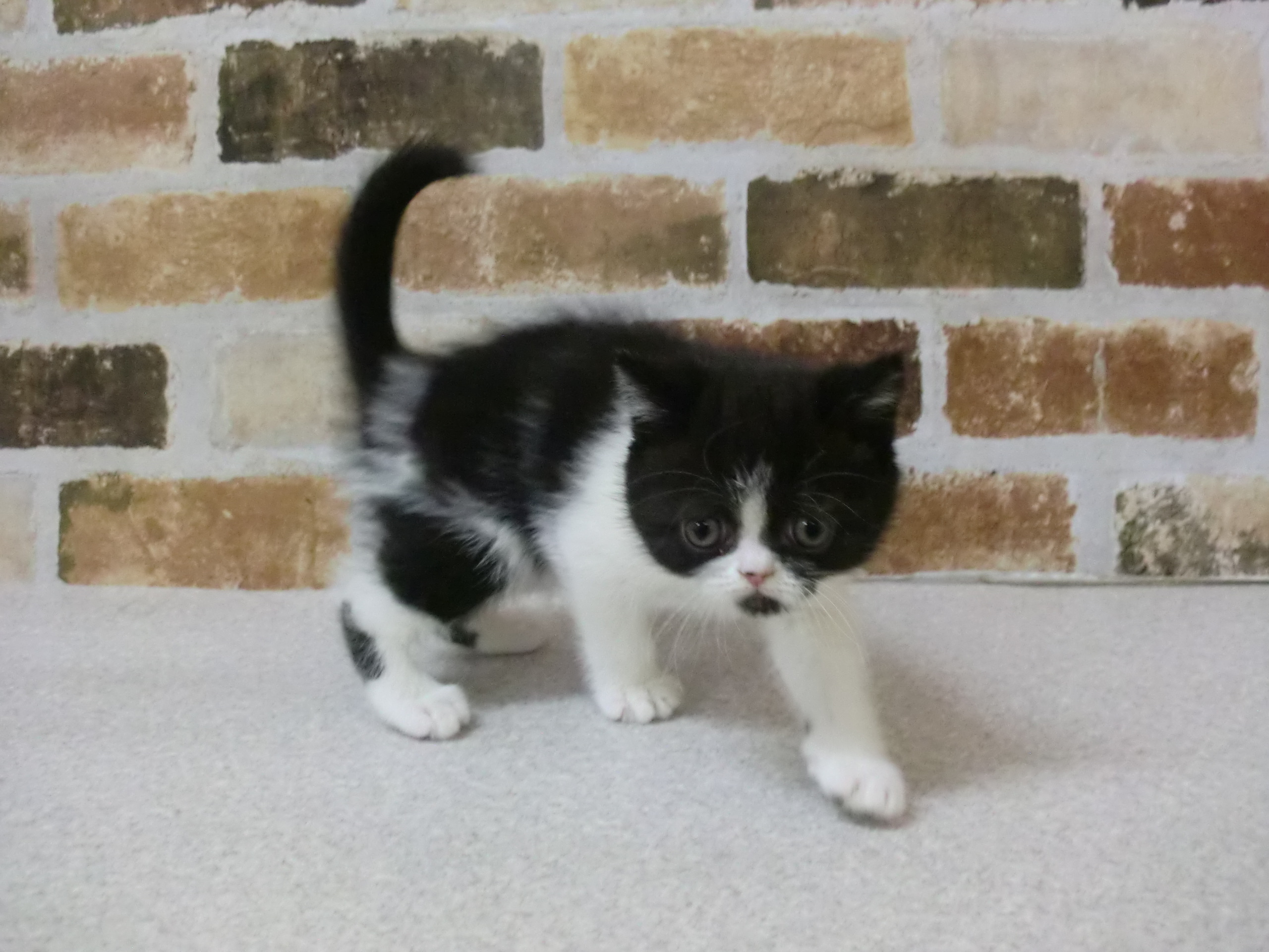 ペットプラザ知立店 ペット検索 ペット大好き