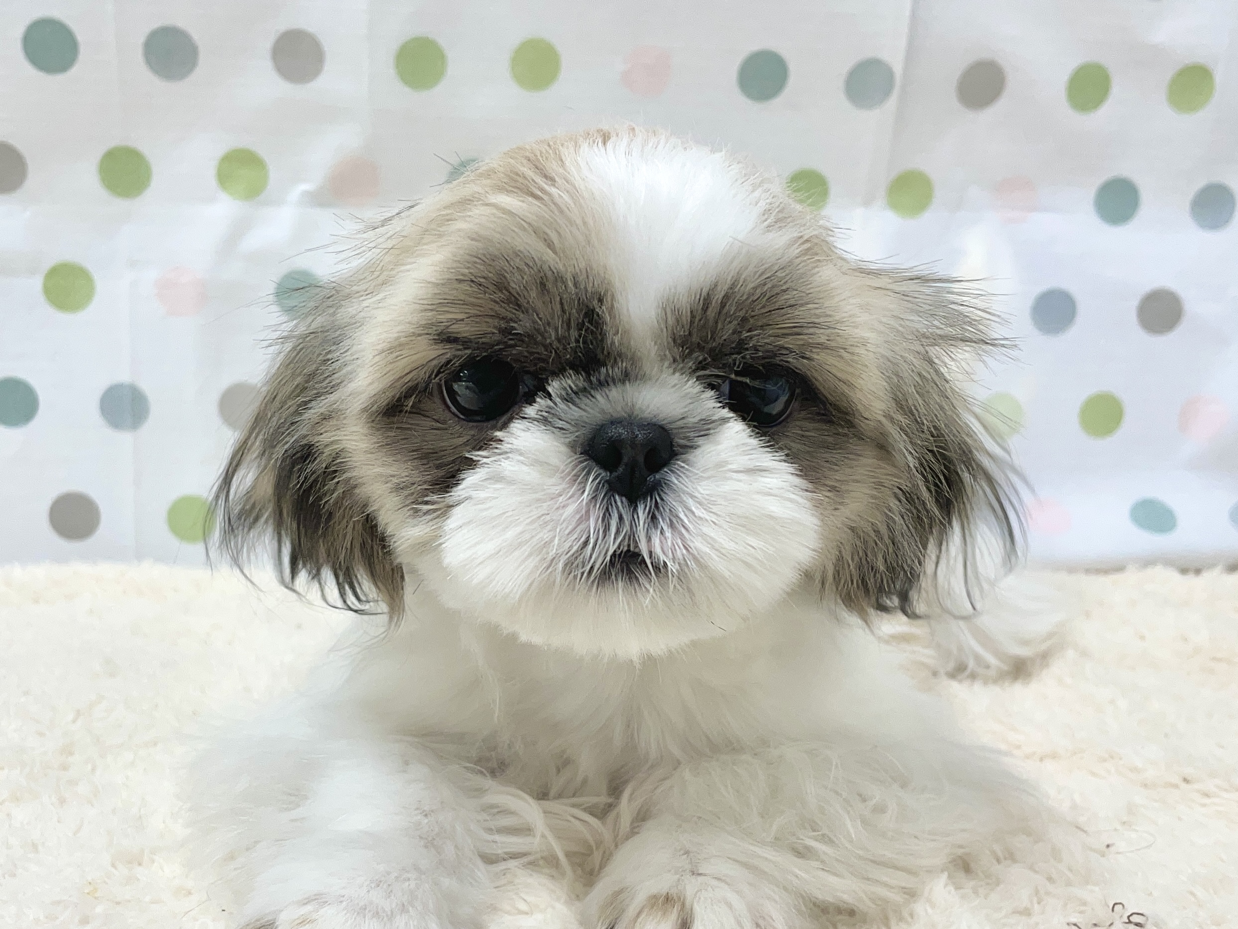 Mix ペット検索 ペット大好き