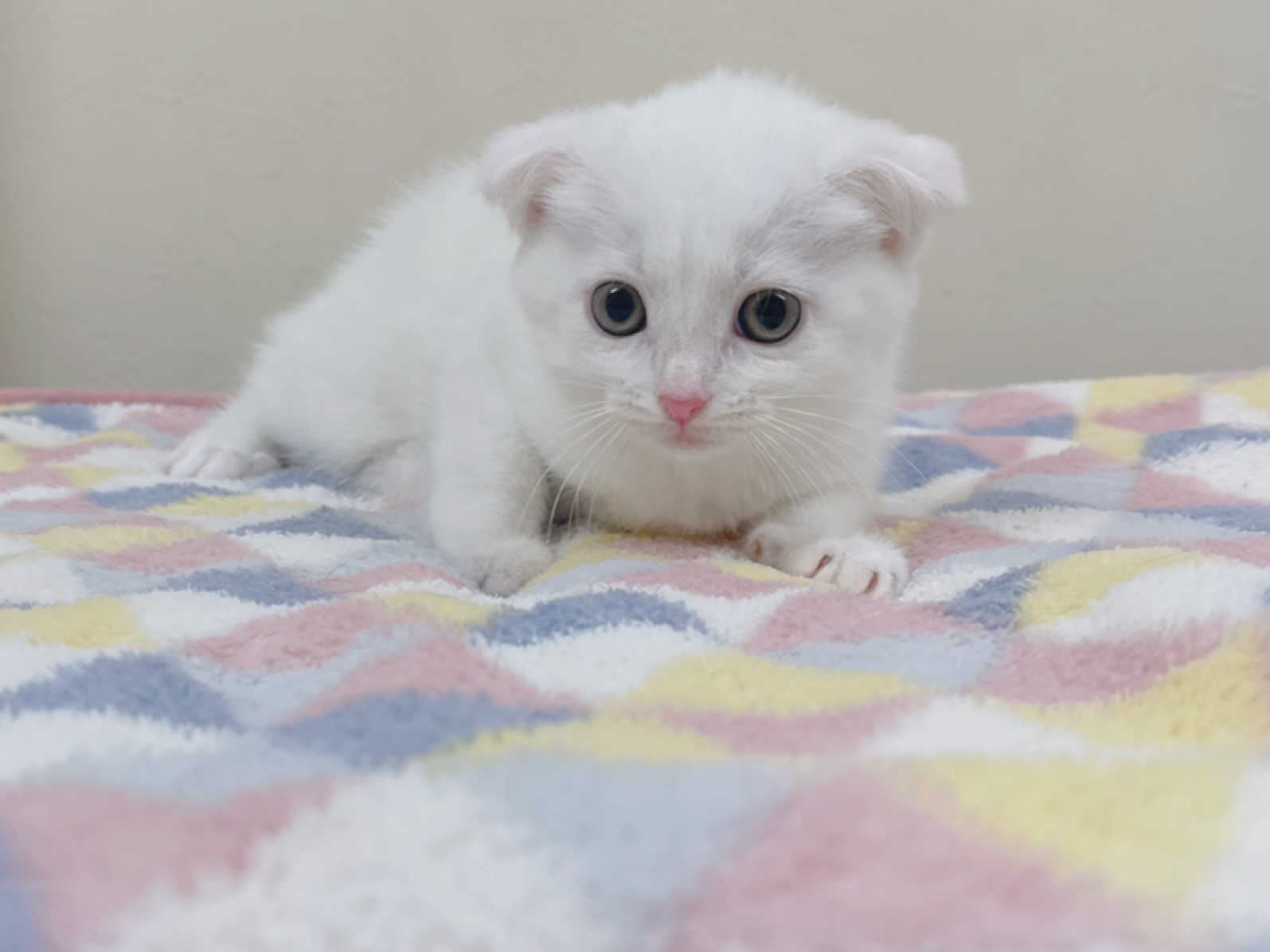 マンチカン ペット検索 ペット大好き