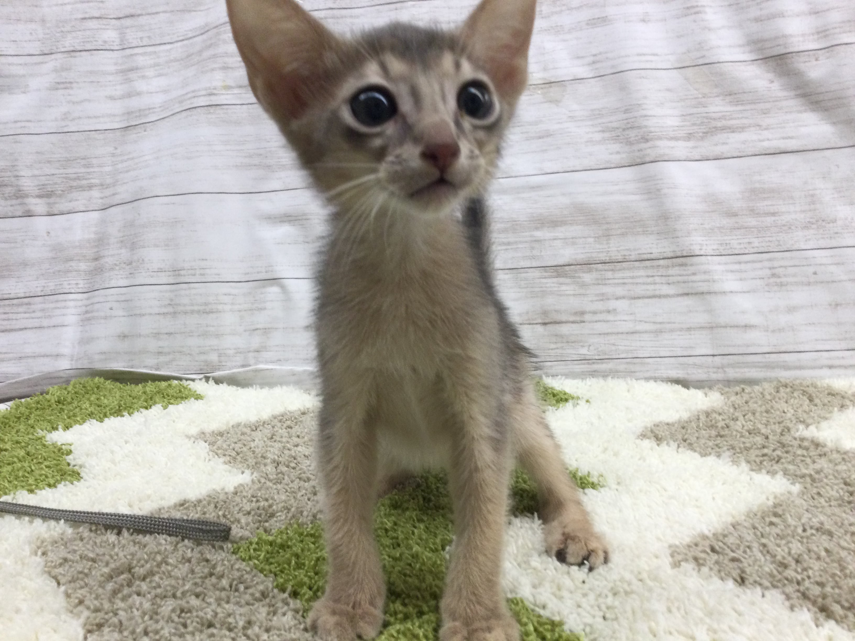 アビシニアン ペット検索 ペット大好き