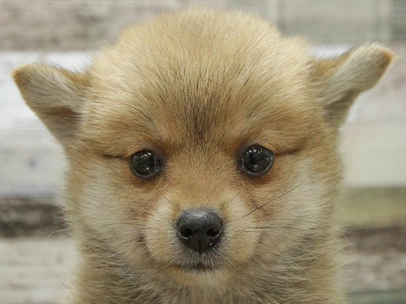 Mix ペット検索 ペット大好き