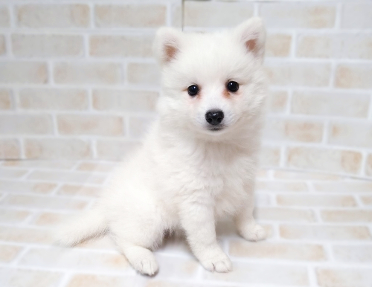 日本スピッツ ペット検索 ペット大好き