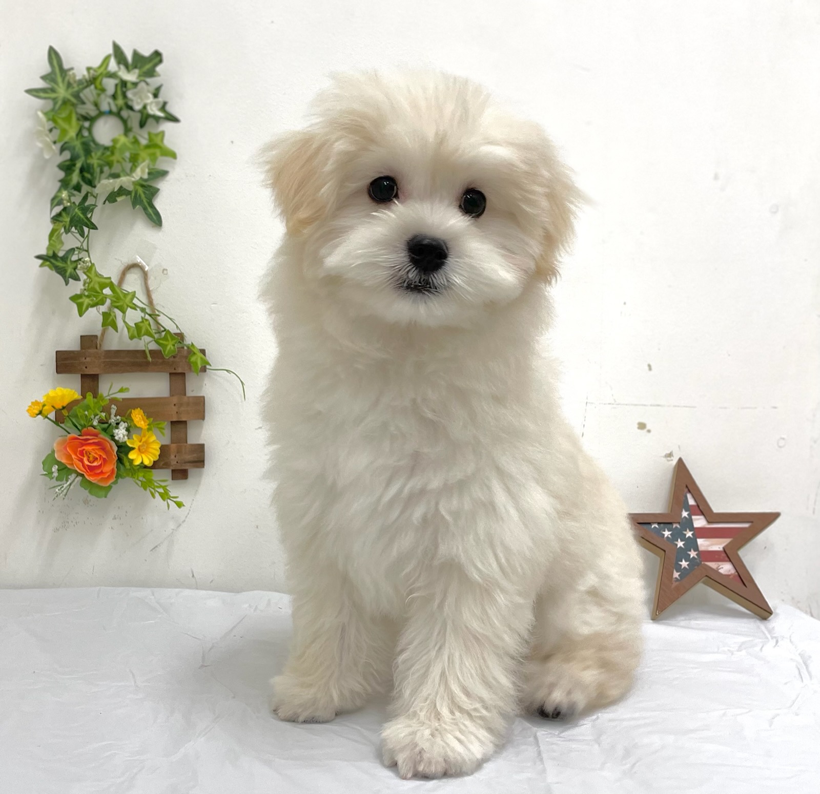 Mix ペット検索 ペット大好き Mix ペット検索 ペット大好き