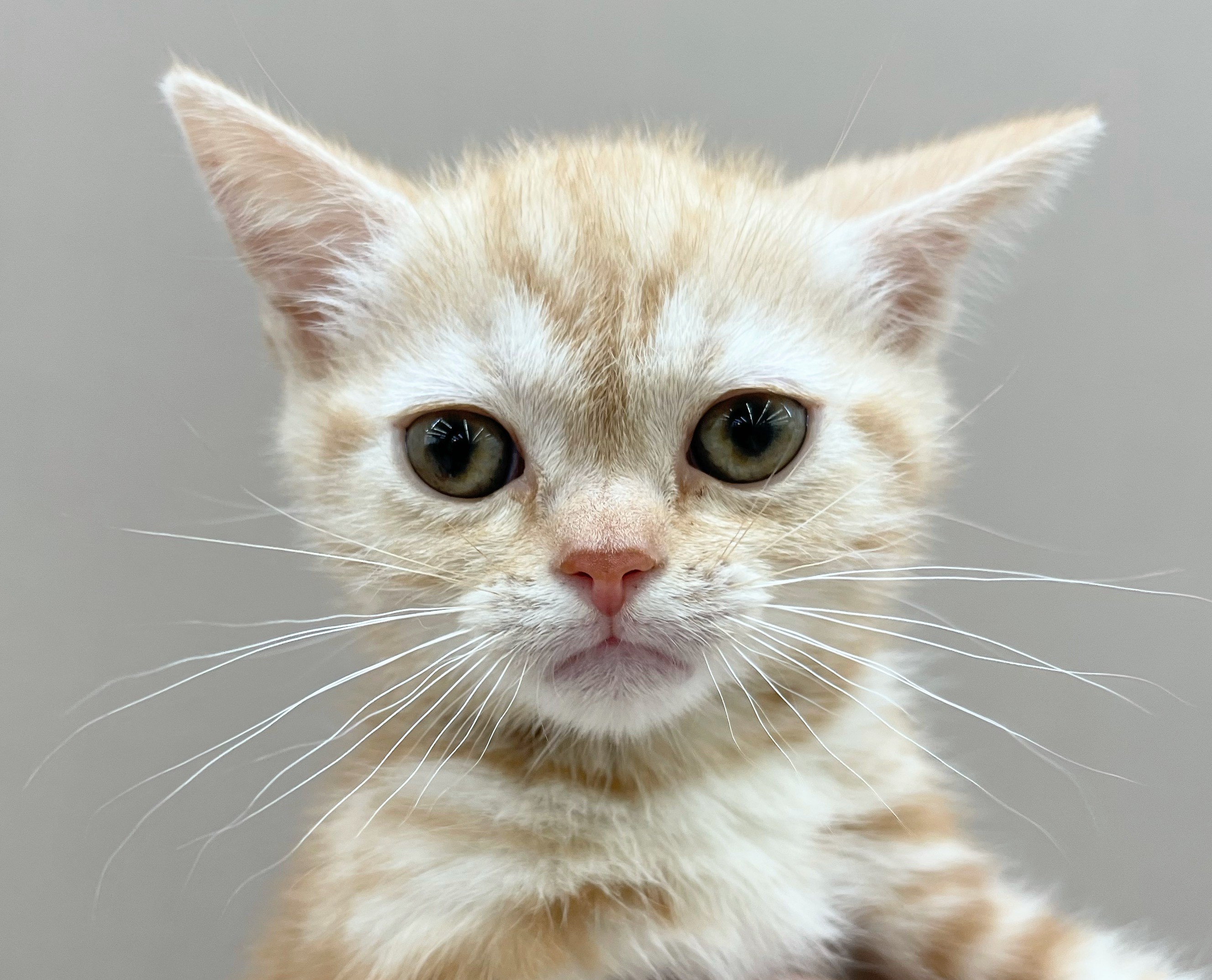 NBCオリジナル アメリカンショートヘア MF NBCオリジナル アメリカンショートヘア MF - メルカリ