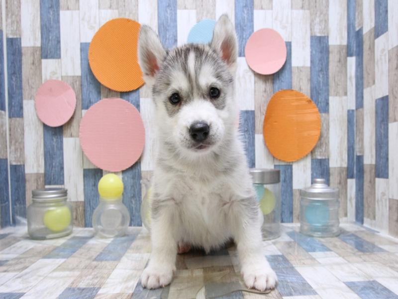 シベリアン ハスキー ペット検索 ペット大好き