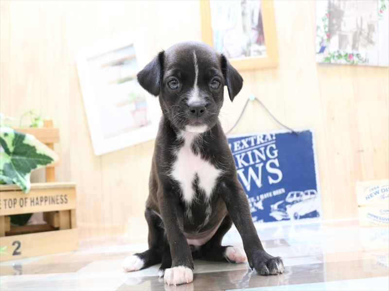 MIX｜ペット検索｜ペット大好き！