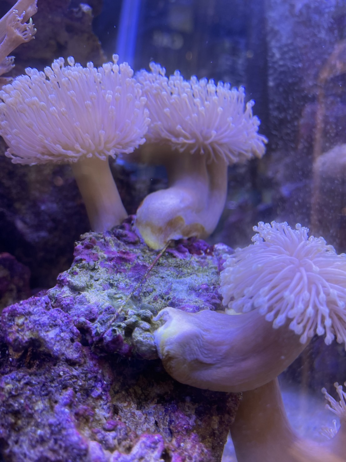 海水魚｜ペット検索｜ペット大好き！ 