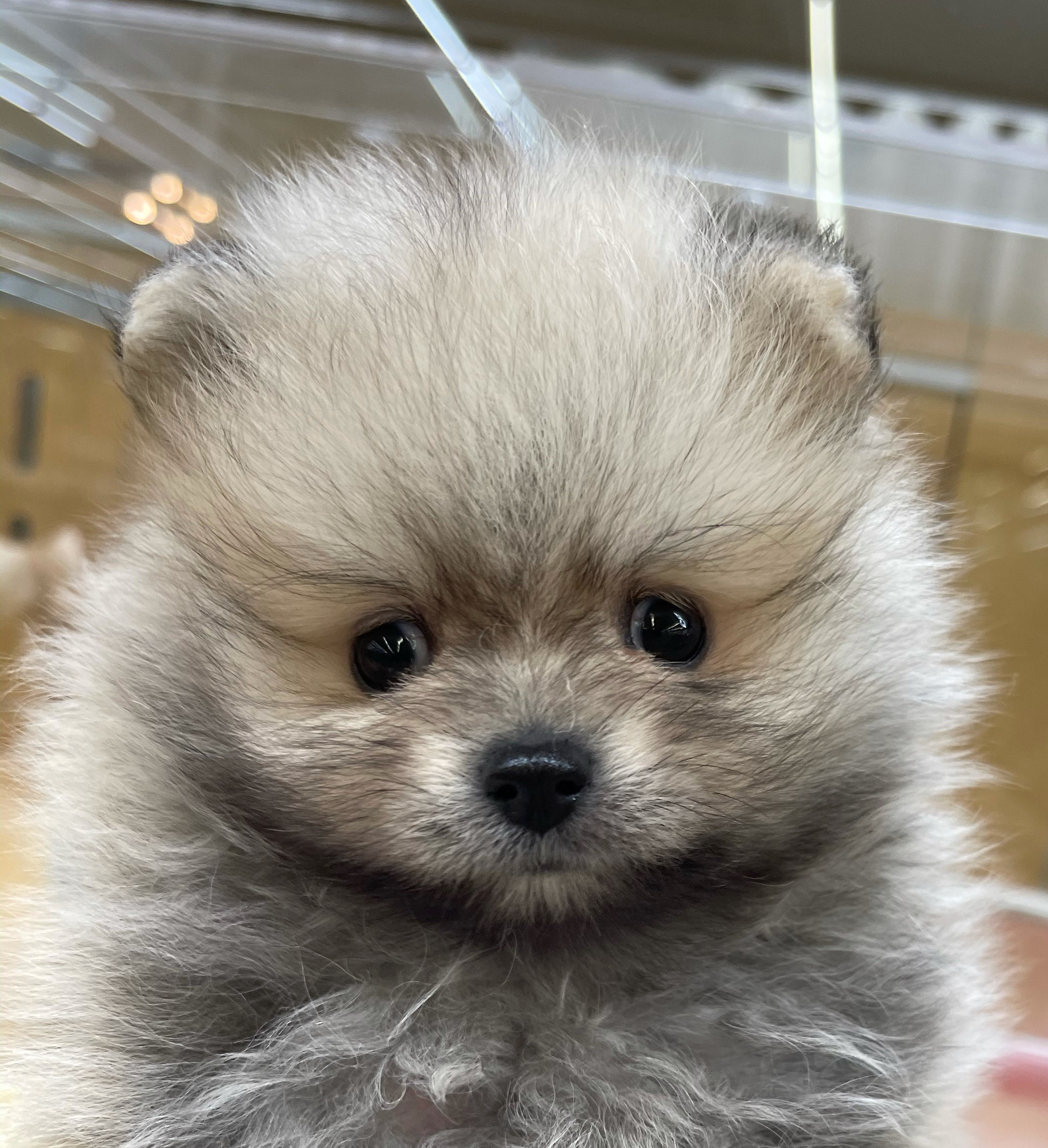 ポメラニアン｜ペット検索｜ペット大好き！