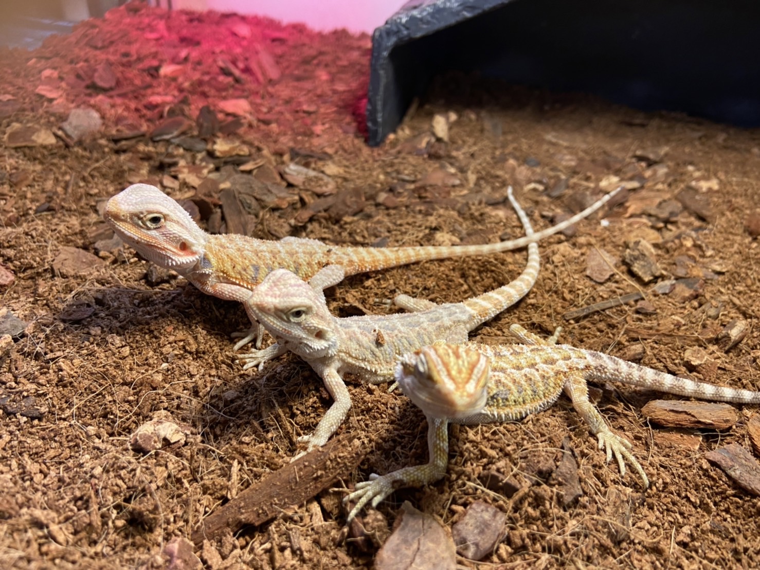 大人気！　爬虫類　ゲージ　トカゲ　ヘビ　フトアゴヒゲトカゲ　ペット　ハウス 爬虫類｜ペット検索｜ペット大好き！
