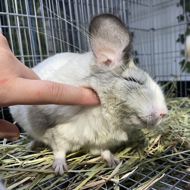 市場 チンチラグロース 4975677018183 1袋 1kg