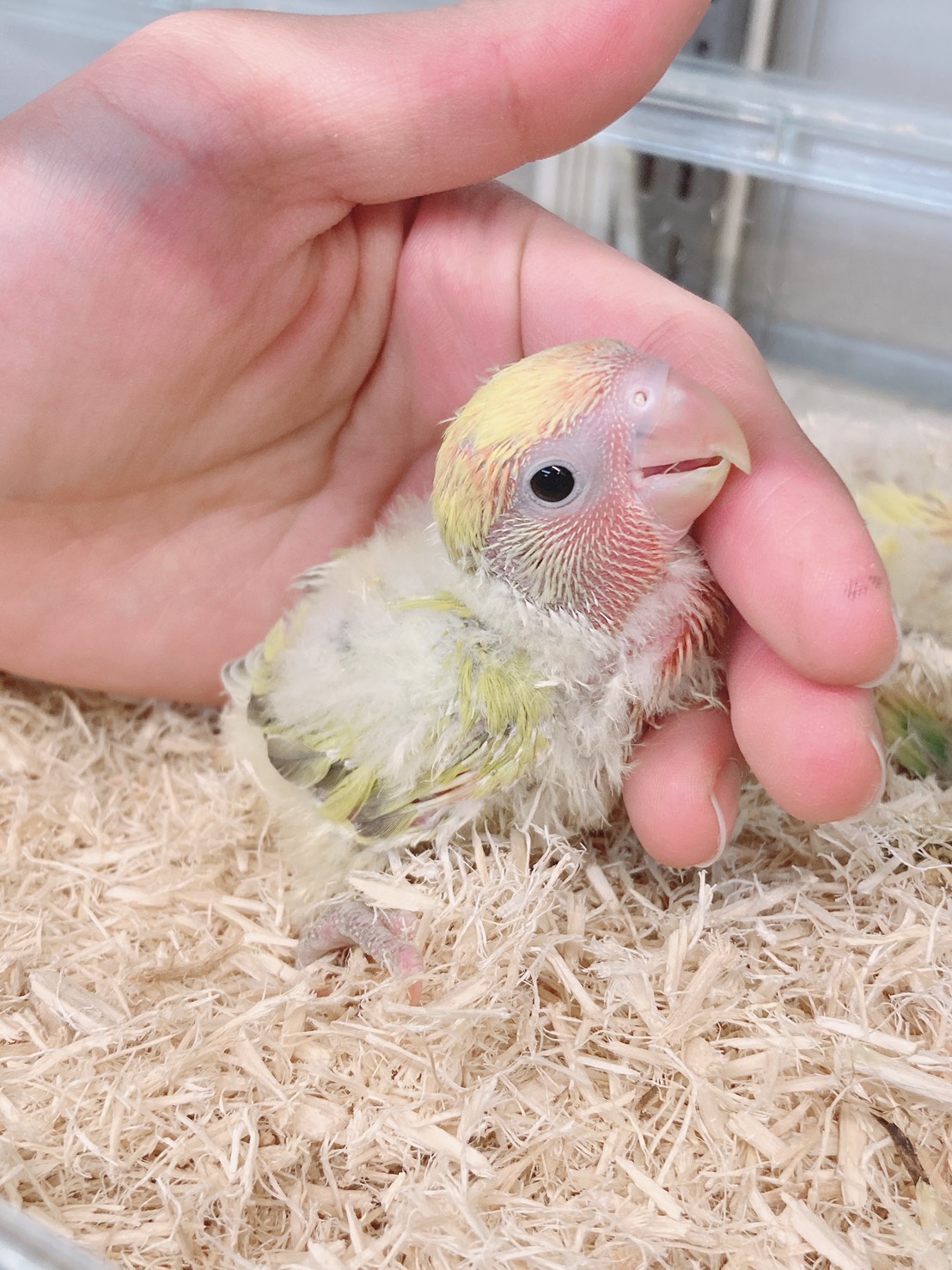 インコ オウム ペット検索 ペット大好き