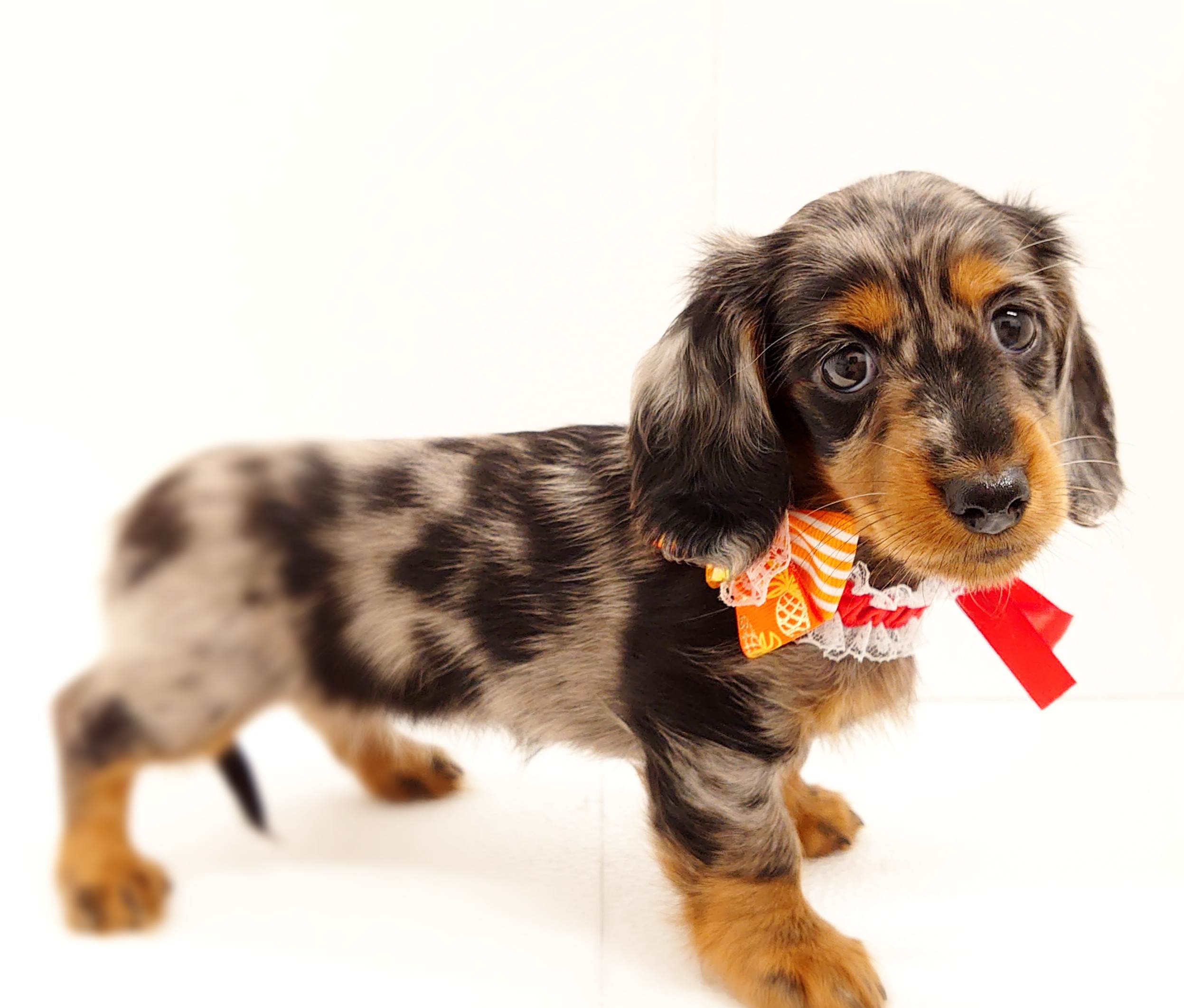 ミニチュア ダックスフンド ペット検索 ペット大好き