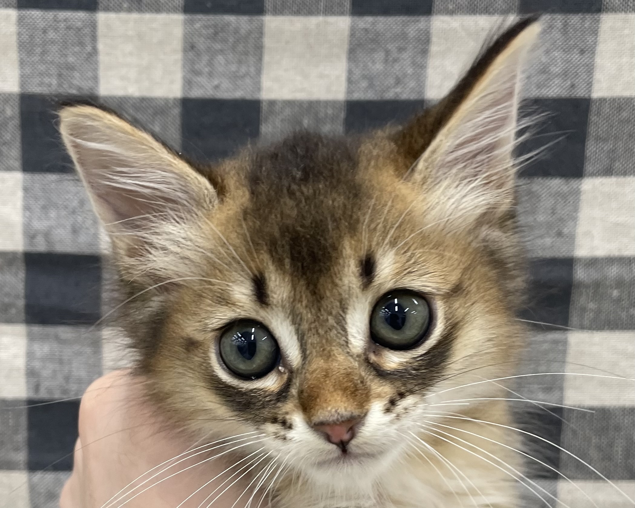 Mix猫 ペット検索 ペット大好き